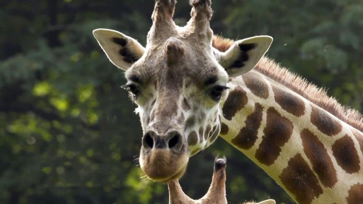 The Zoo - S3 E11 Giraffe in the City - Animal Planet GO