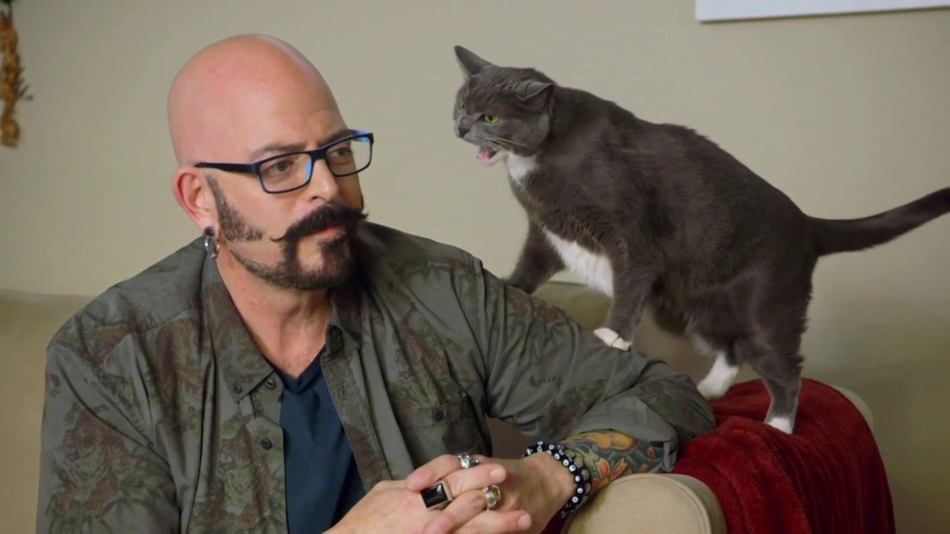 Зоопсихолог для кошек