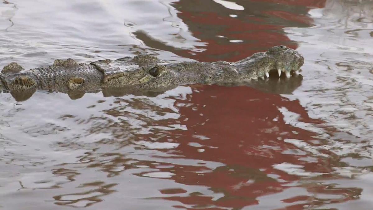 Gator Boys - S5 E7 Mayhem in Mazatlan - Animal Planet GO