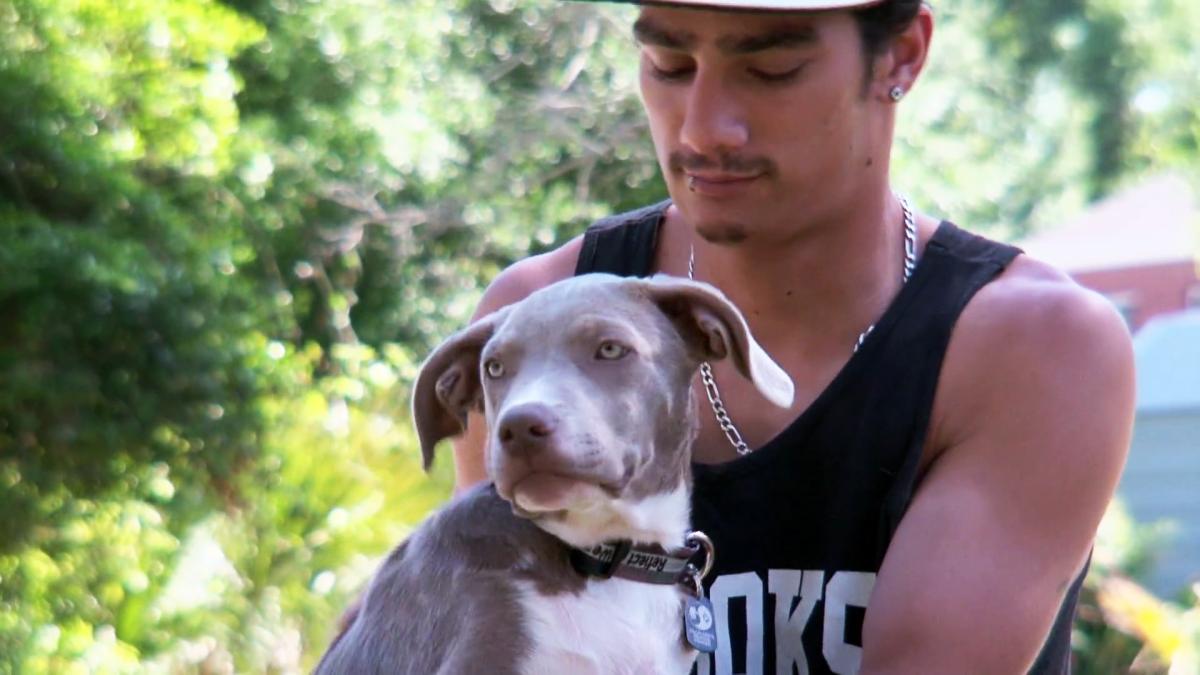 Pit Bulls & Parolees - S4 E5 Saving Prada - Animal Planet GO