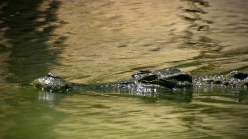 Judgement Day | The Legend of Croc Gold | Discovery