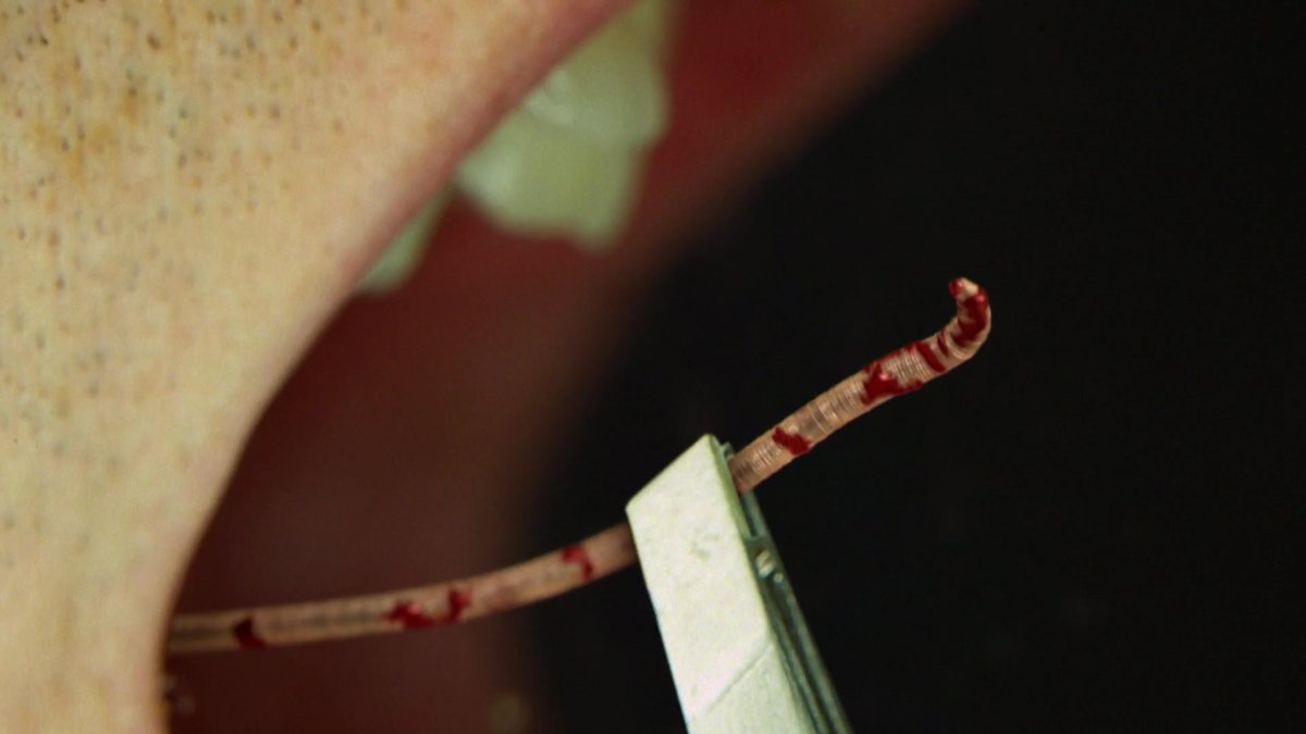 Monsters Inside Me - Animal Planet GO