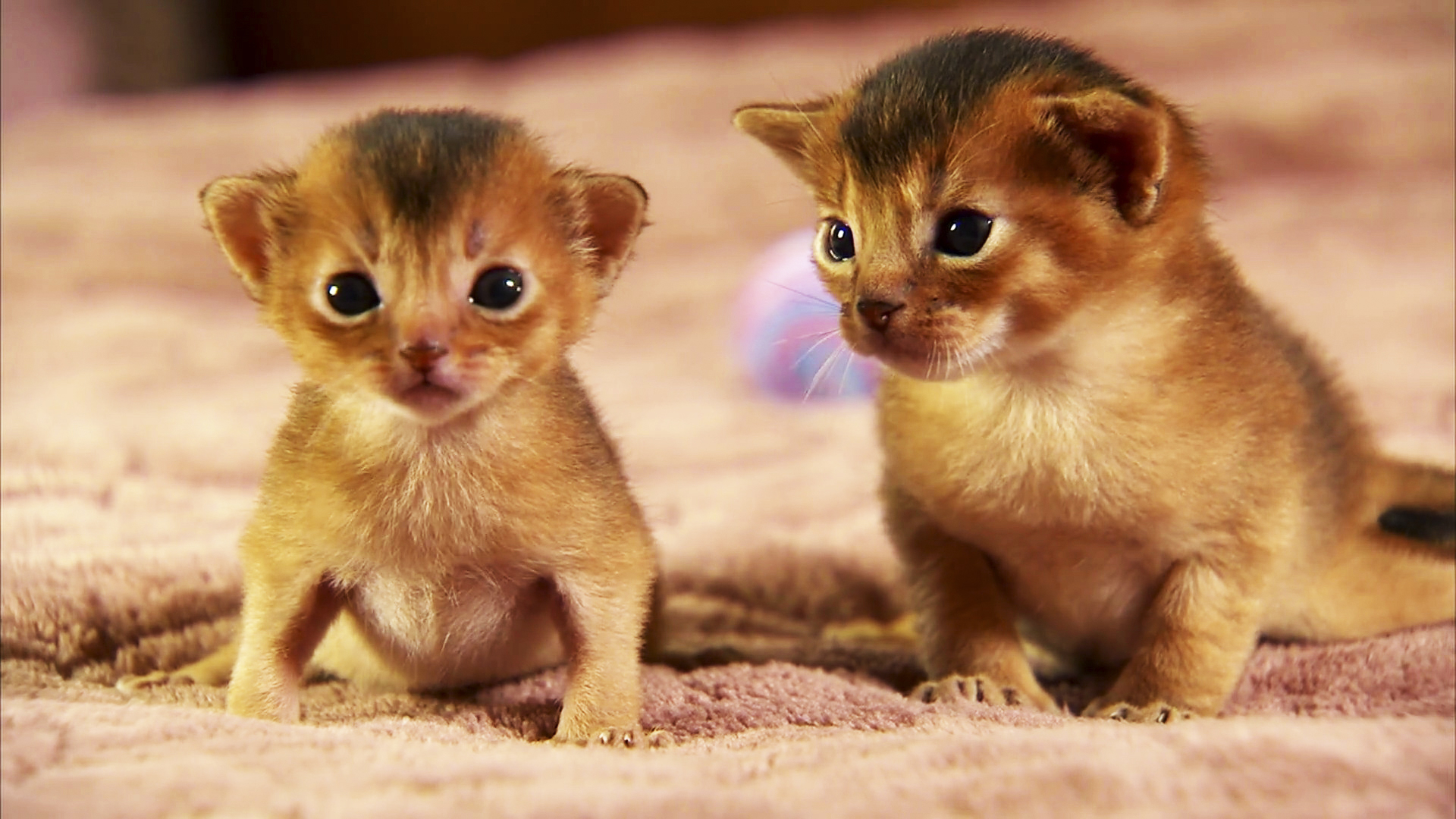 Too Cute! - S1 E1 Too Cute! Kittens - Animal Planet GO