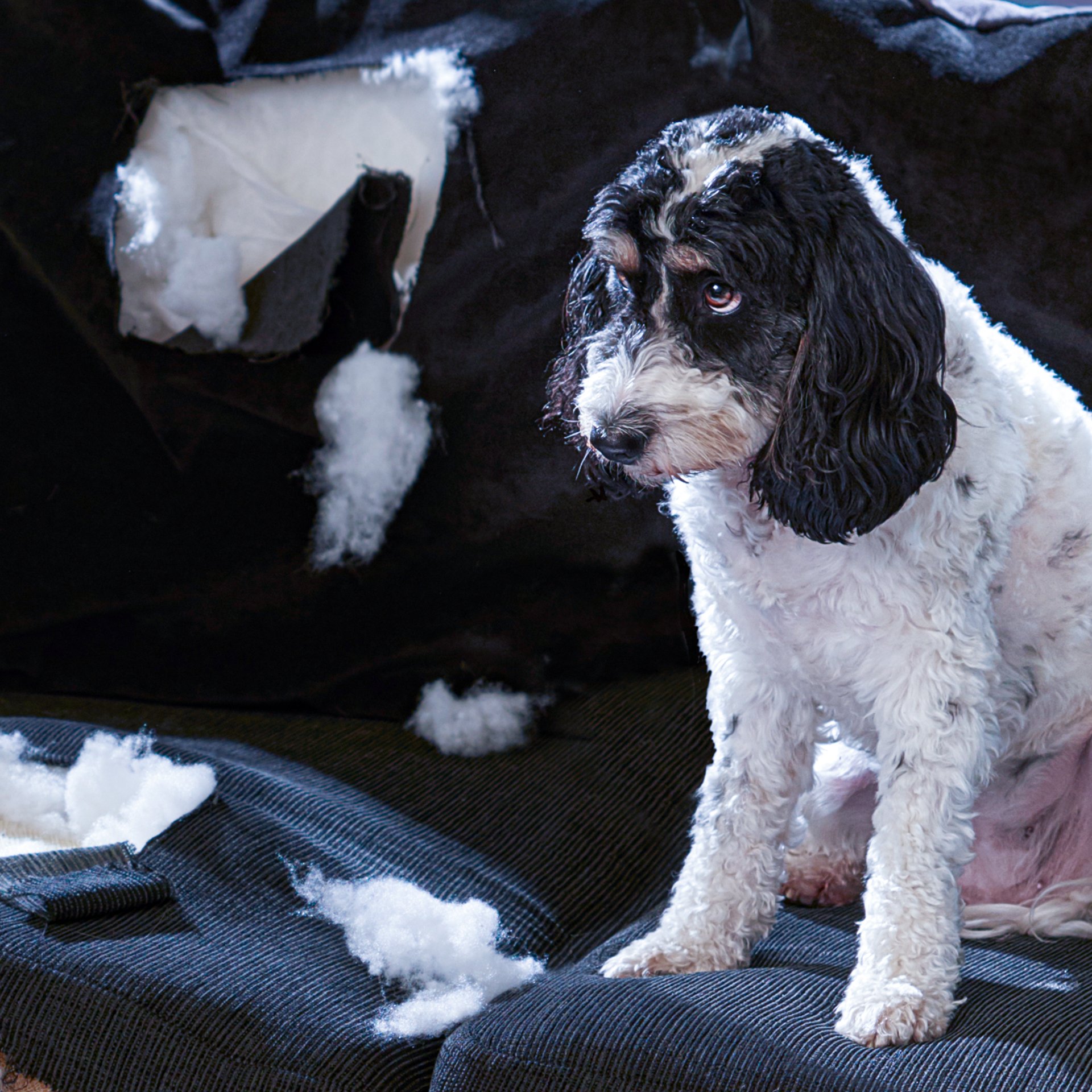 Bad Dog - Animal Planet GO Bad Dog - Animal Planet GO