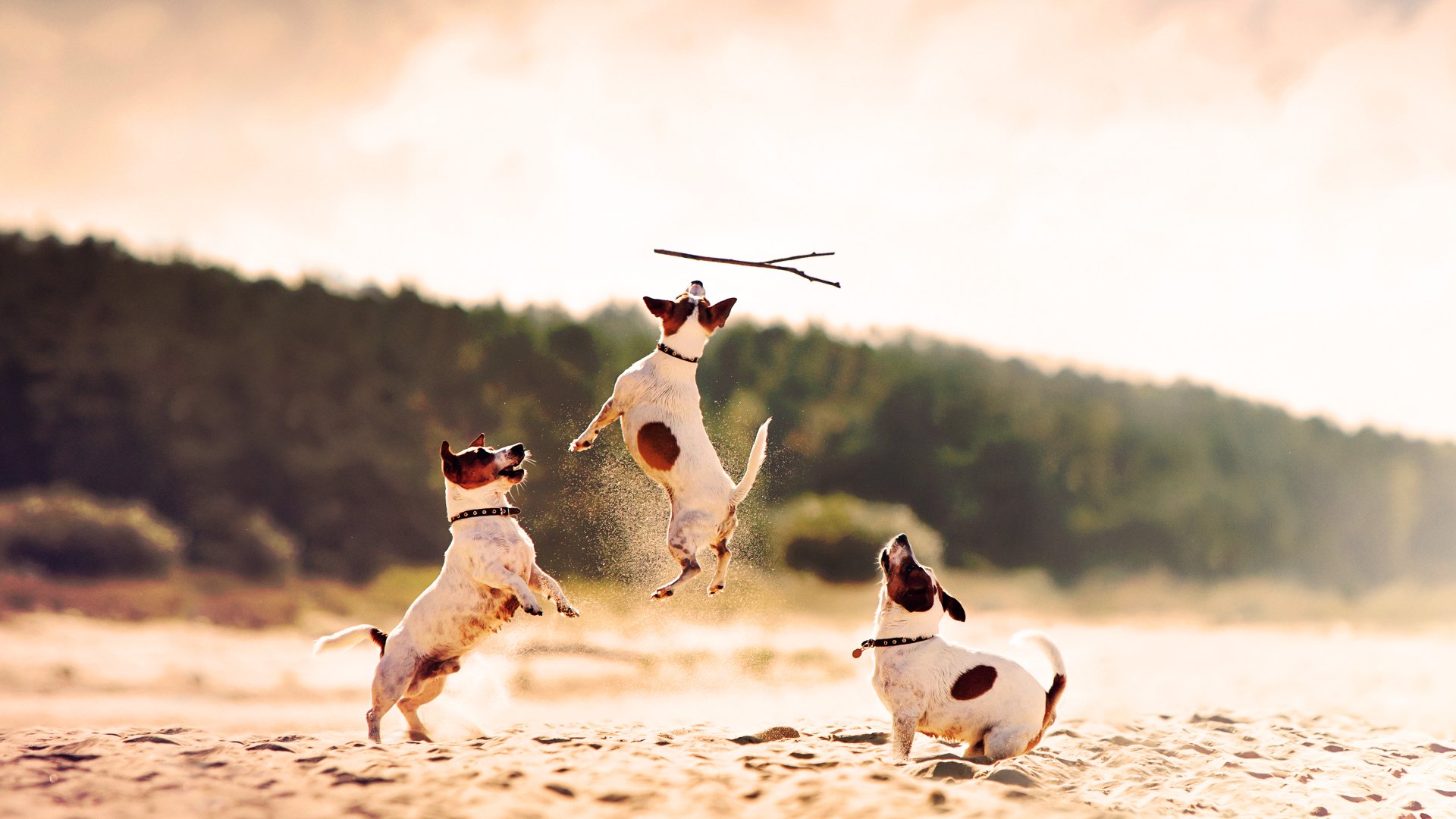 Dogs 101 - Animal Planet GO Dogs 101 - Animal Planet GO