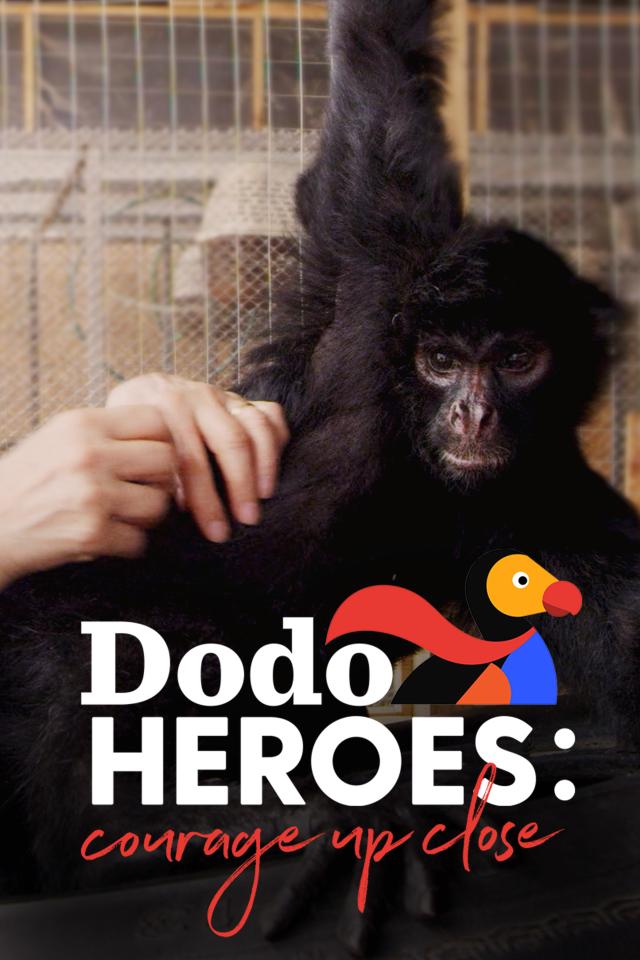 Dodo Heroes: Courage Up Close on FREECABLE TV