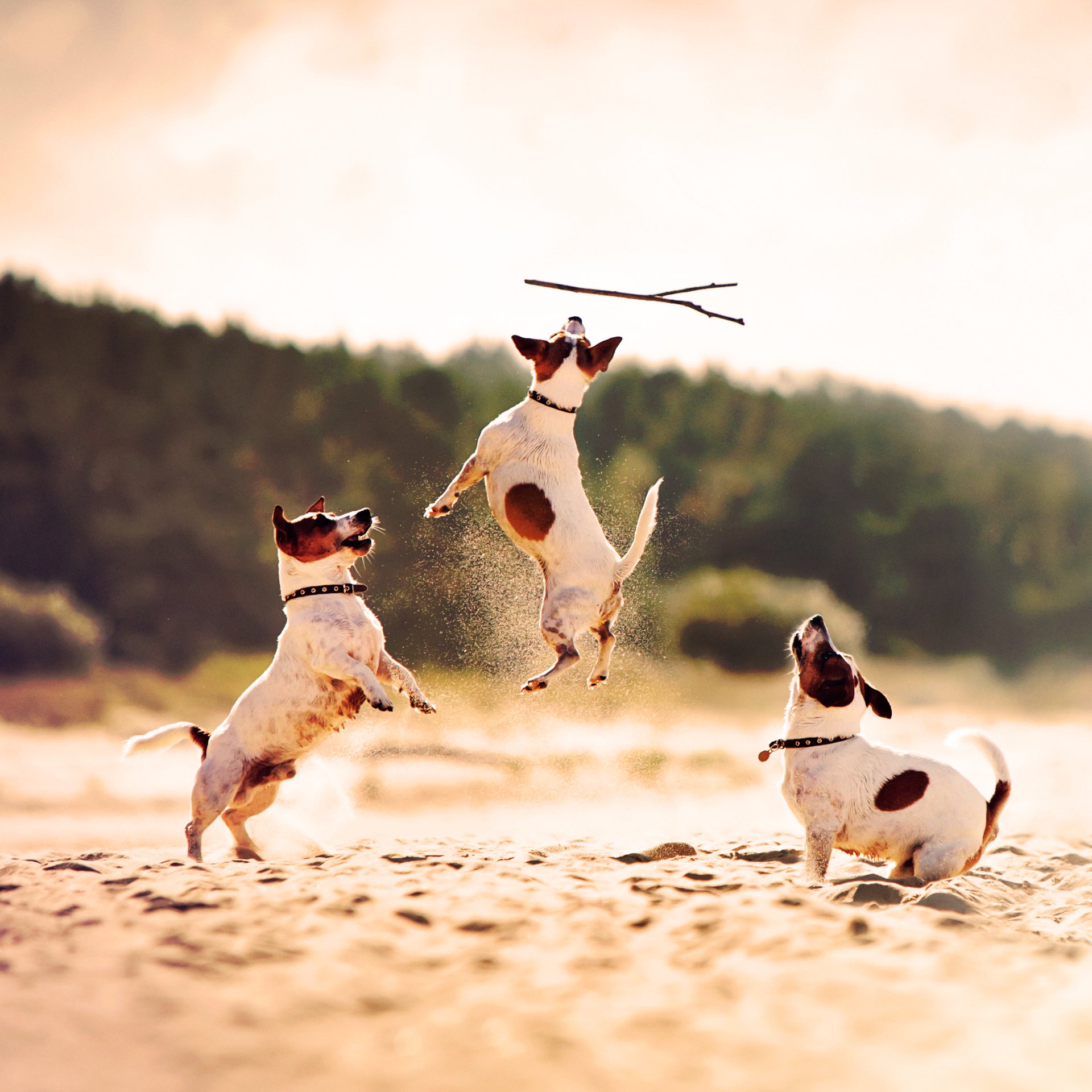 Dogs 101 - Animal Planet GO Dogs 101 - Animal Planet GO