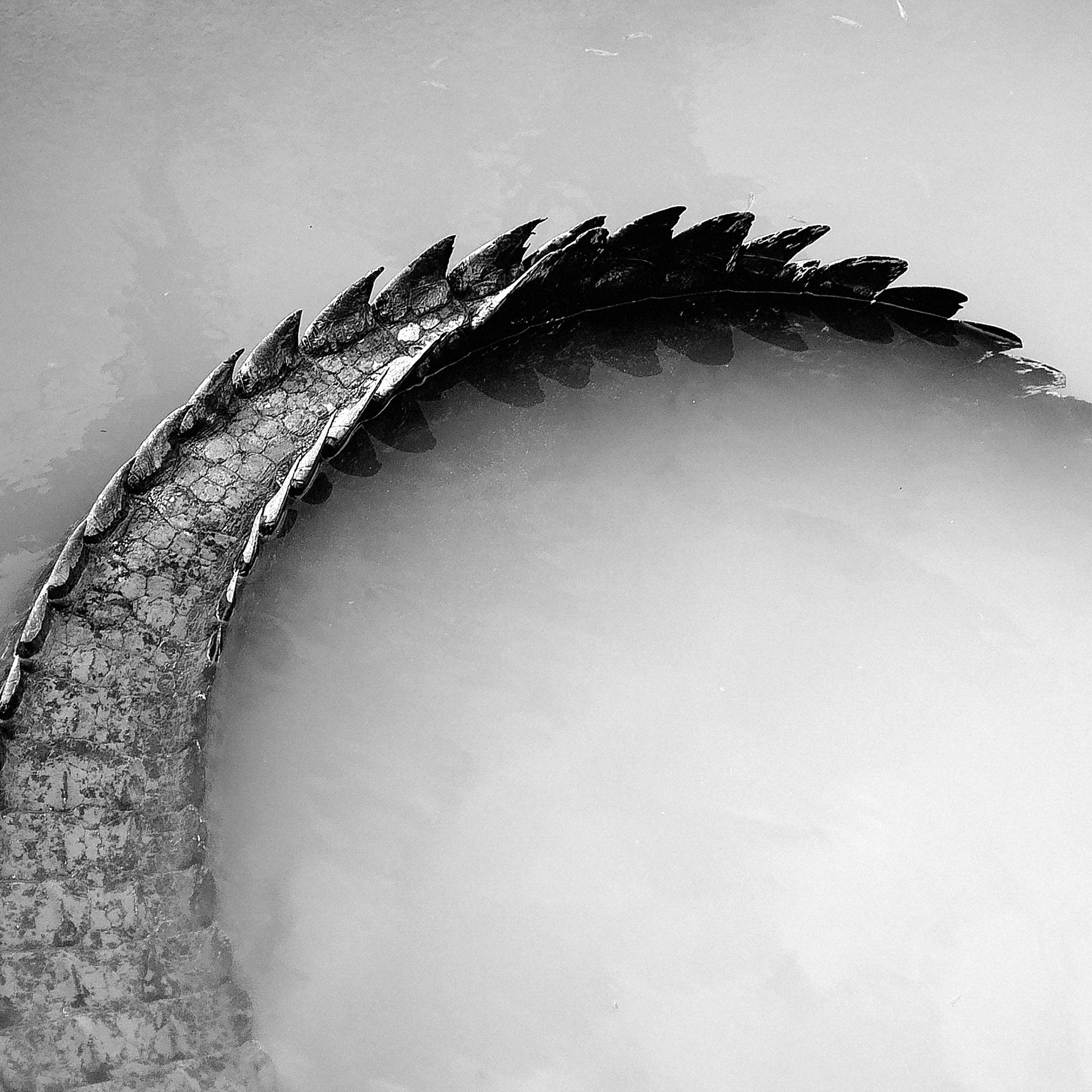 Stream Gator Boys discovery+