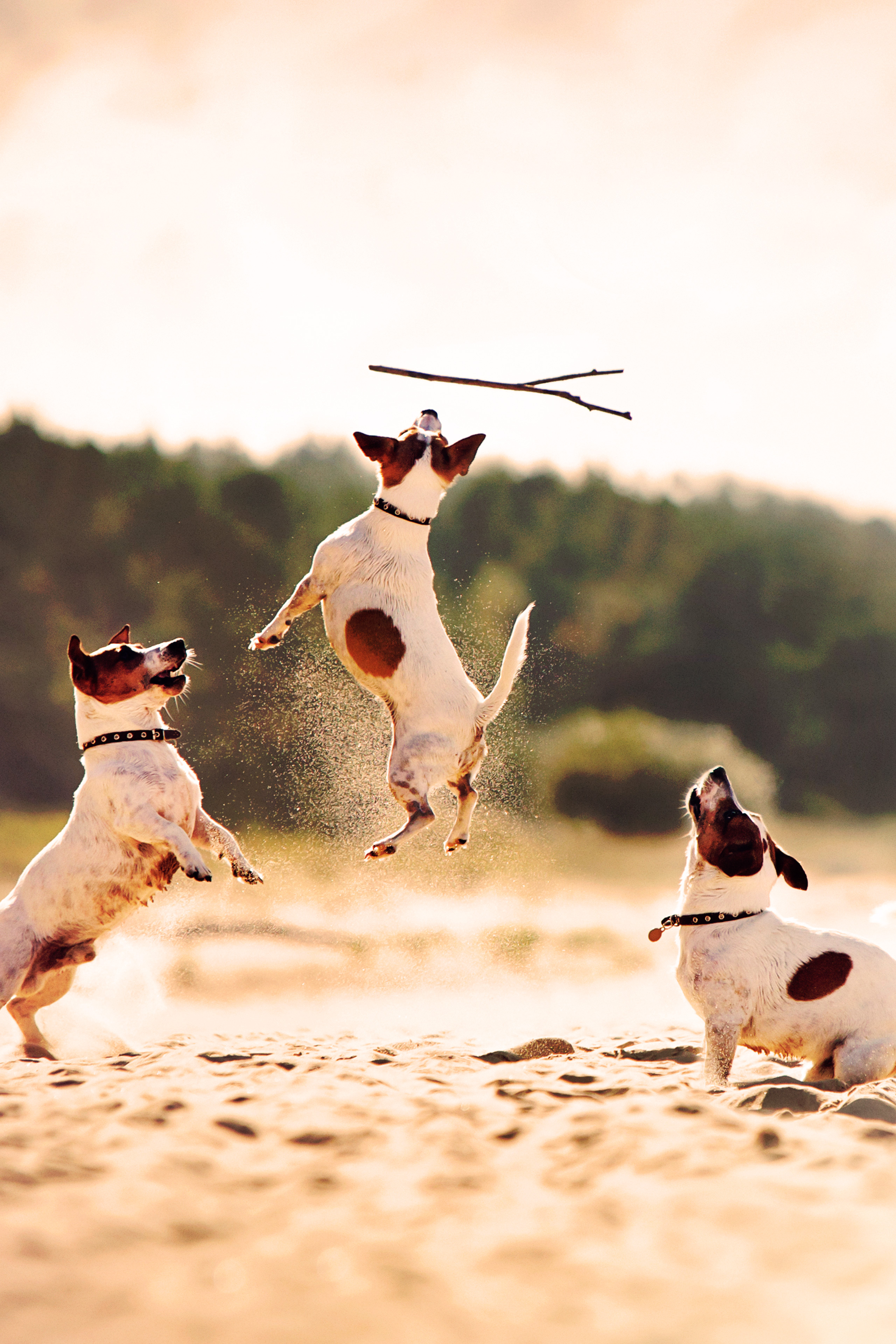 animal-planet-go-watch-tv-shows-online