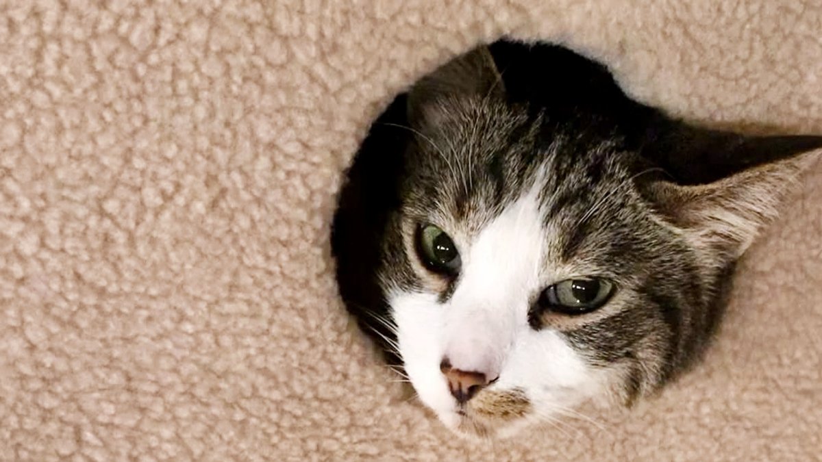 CAT★① Spot Buzzing Insect A-Door-Able Assorted at Tractor Supply Co