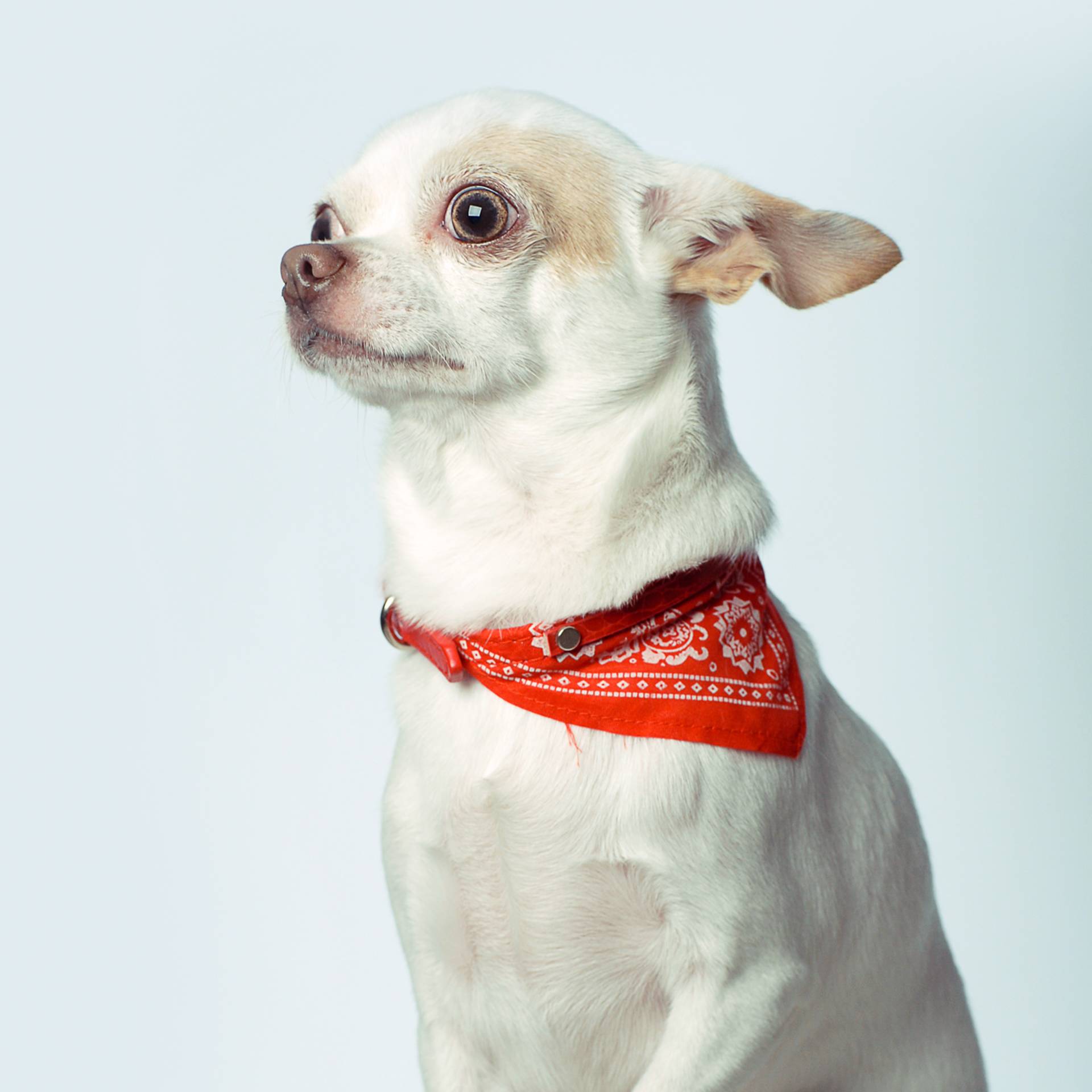 Rescue dog online to super dog