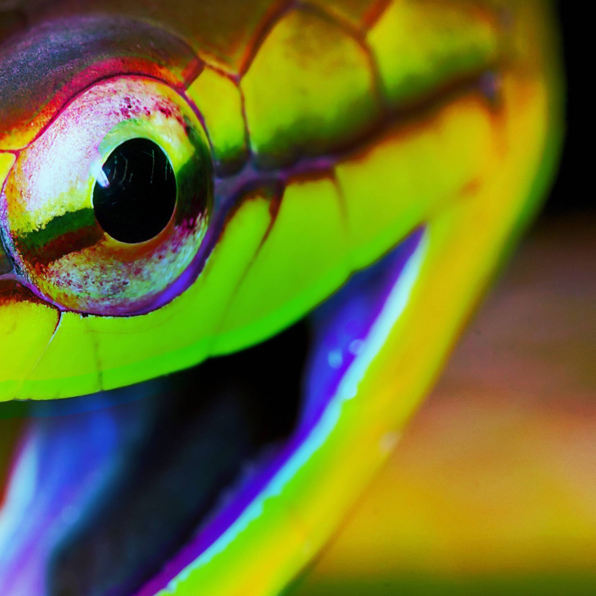 Stream Weird, True, and Freaky | discovery+ Stream Weird, True, and Freaky | discovery+