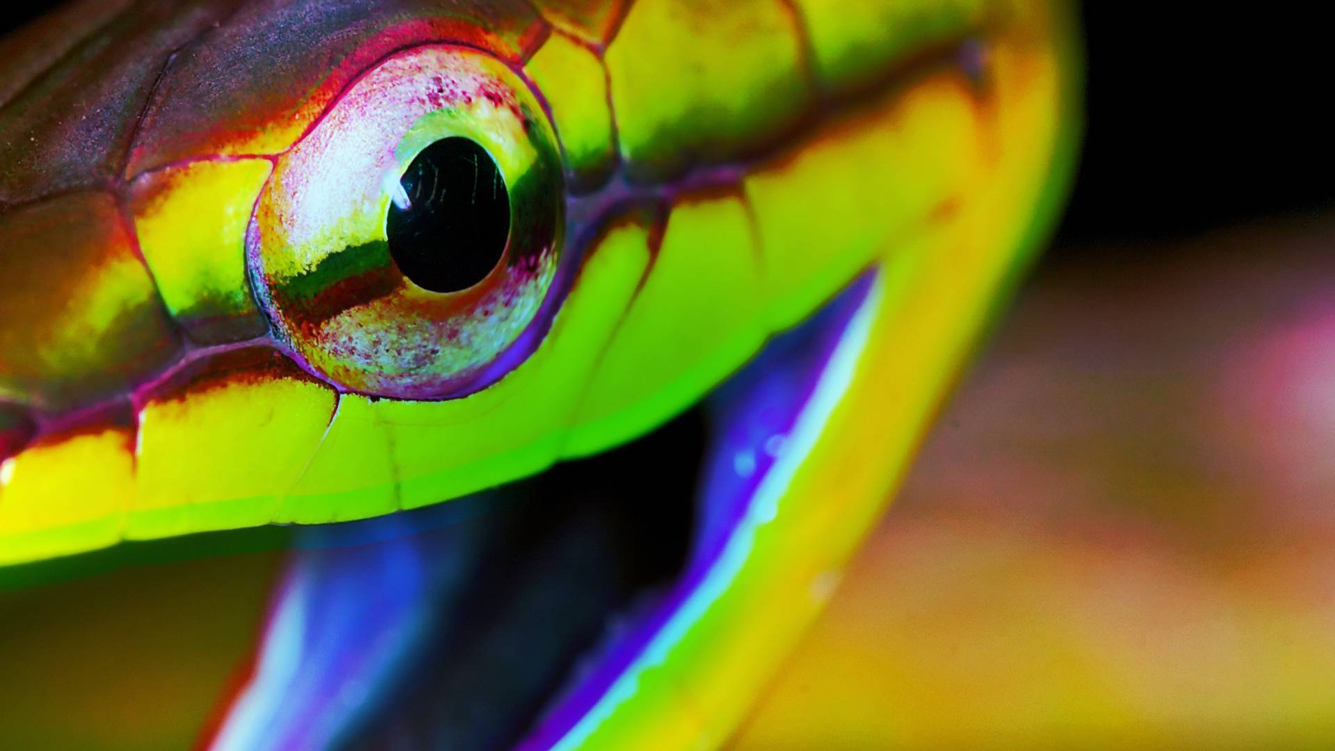 Stream Weird, True, and Freaky | discovery+ Stream Weird, True, and Freaky | discovery+