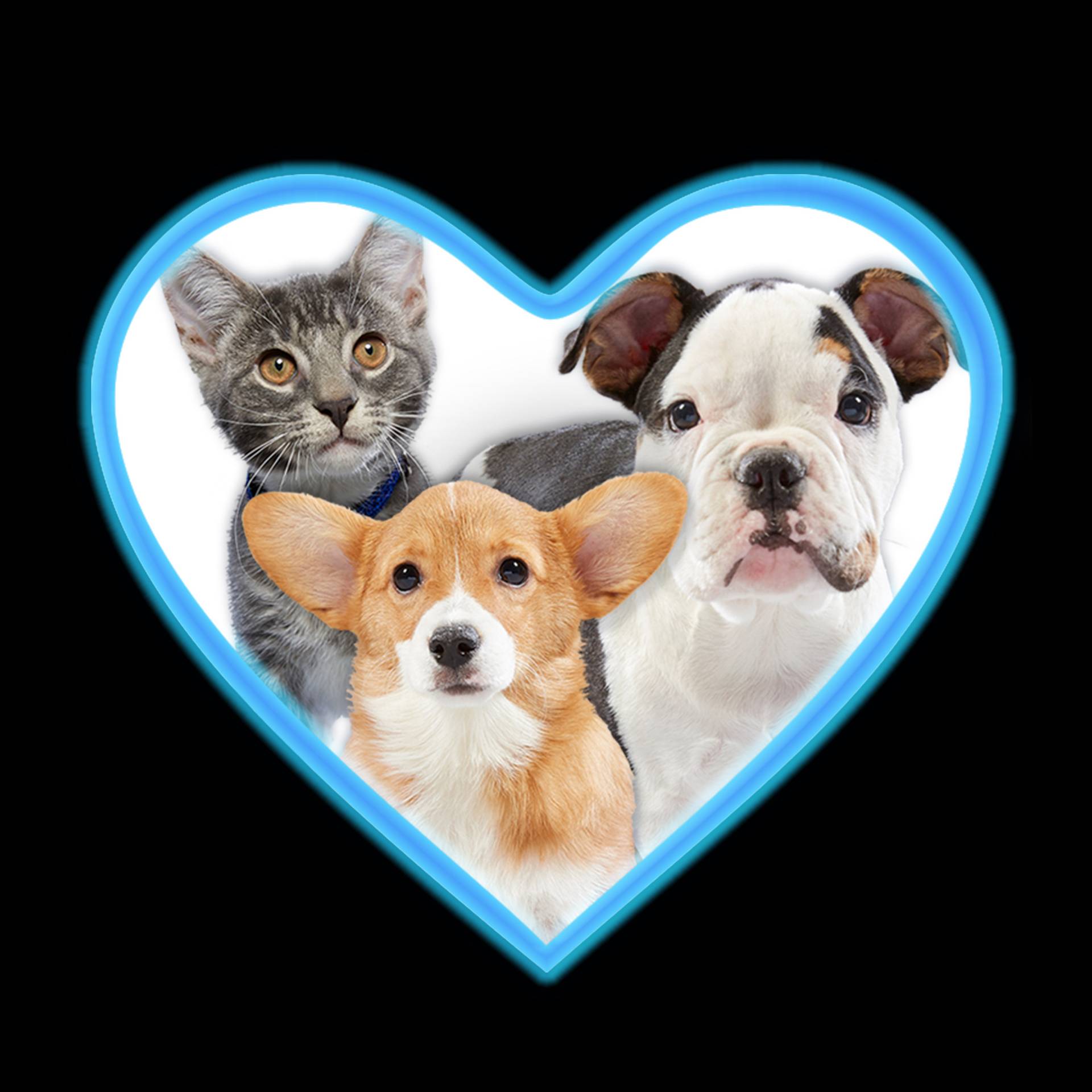 Stream Give a Dog a Home Live! | discovery+ Stream Give a Dog a Home Live! | discovery+