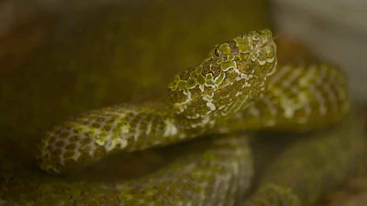 The Zoo - S4 E13 Great Snakes! - Animal Planet GO