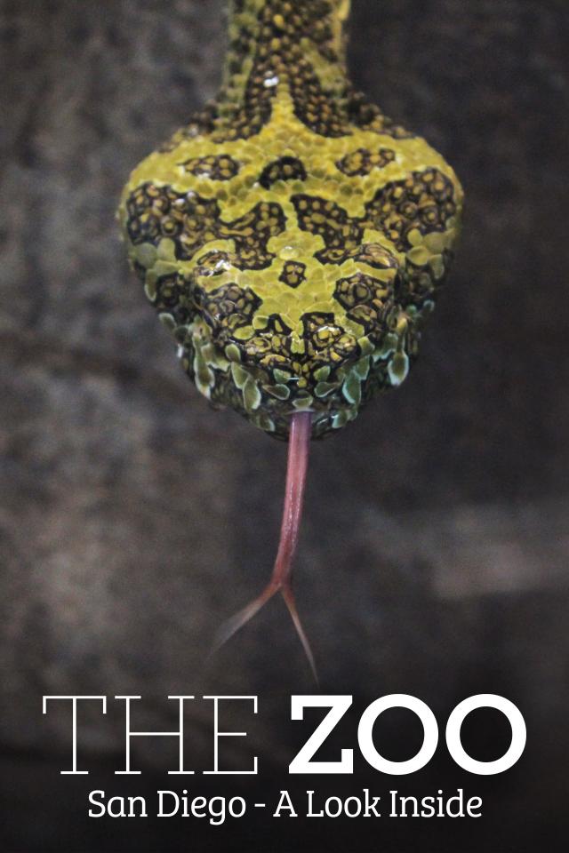 The Zoo: San Diego - A Look Inside on FREECABLE TV