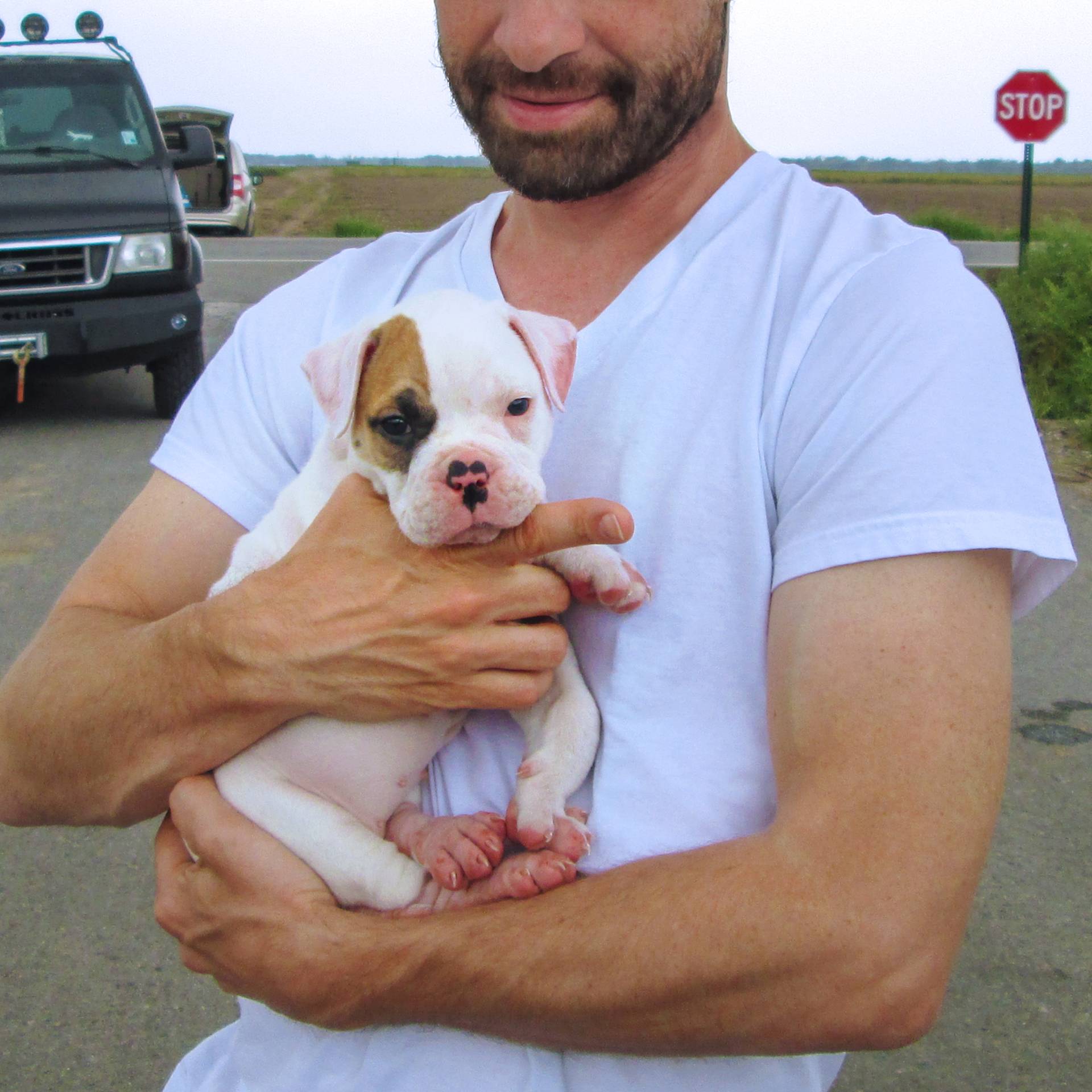 Pit Bulls and Parolees: Where to Watch and Stream Online