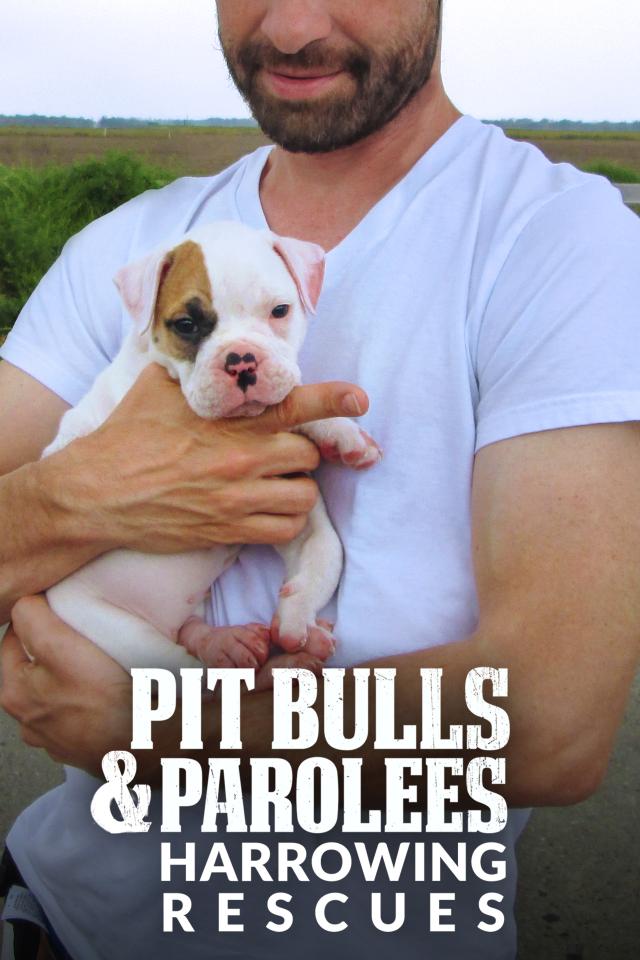 Pit Bulls & Parolees: Harrowing Rescues on FREECABLE TV
