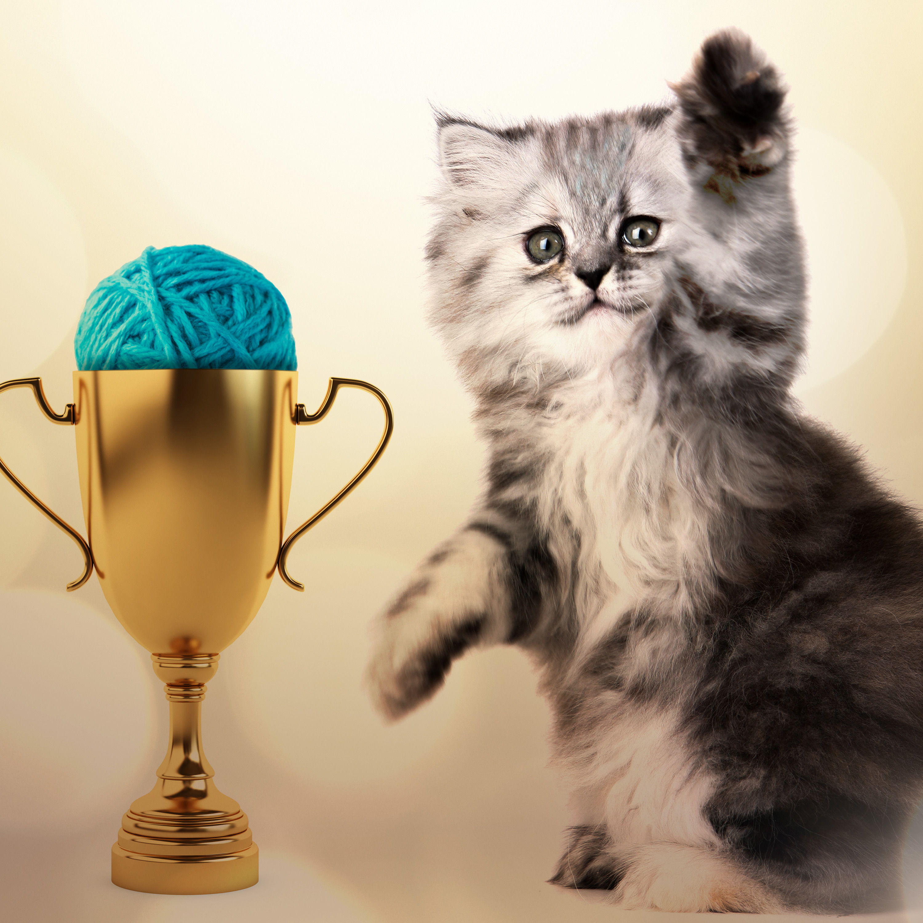Stream Trophy Cats | discovery+