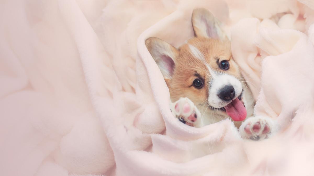 Too Cute! - Animal Planet GO Too Cute! - Animal Planet GO