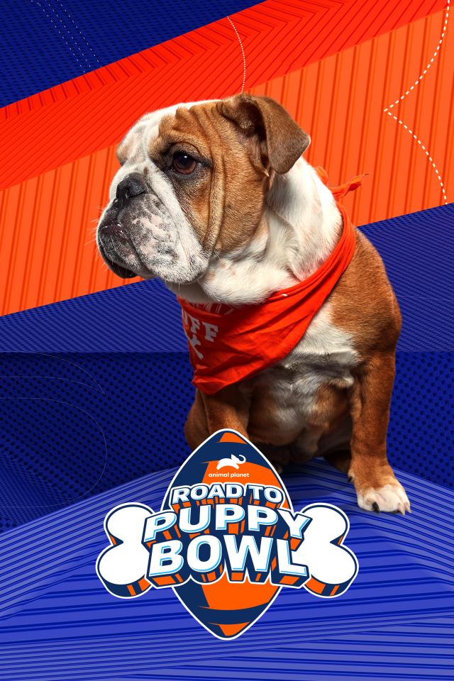 Road to Puppy Bowl on FREECABLE TV