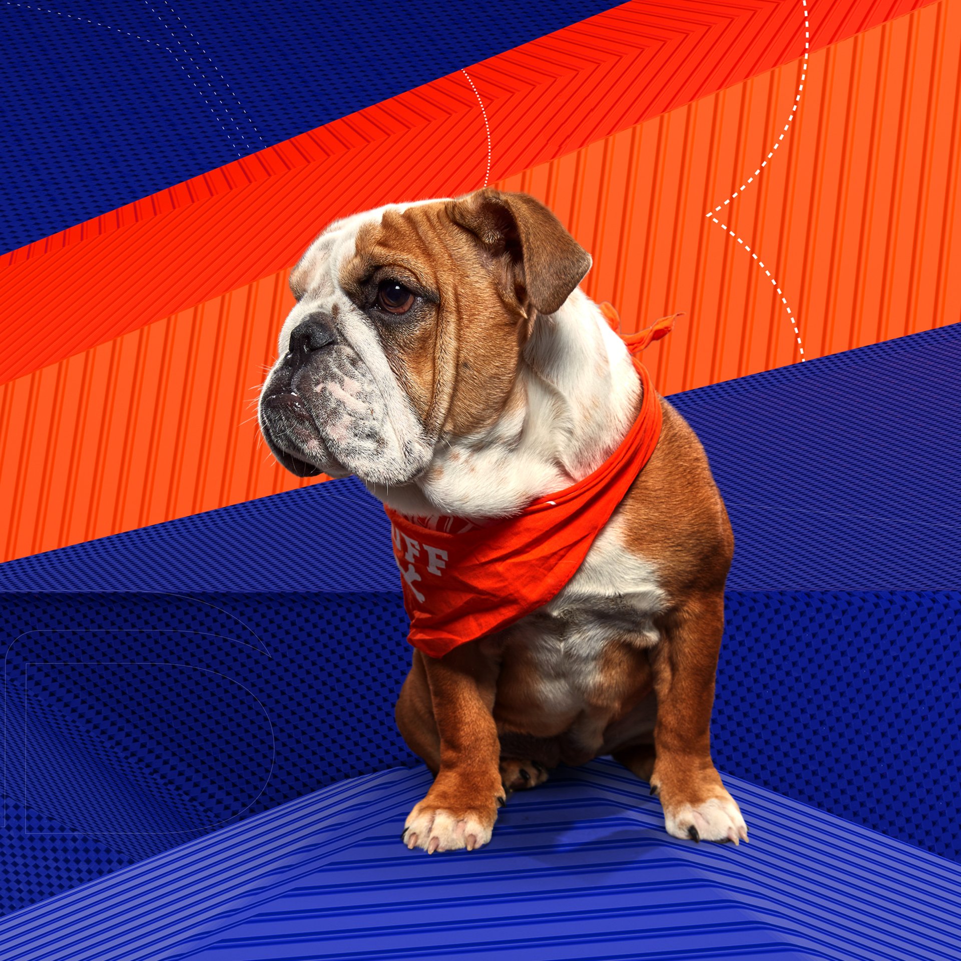 Road to Puppy Bowl - Animal Planet GO Road to Puppy Bowl - Animal Planet GO