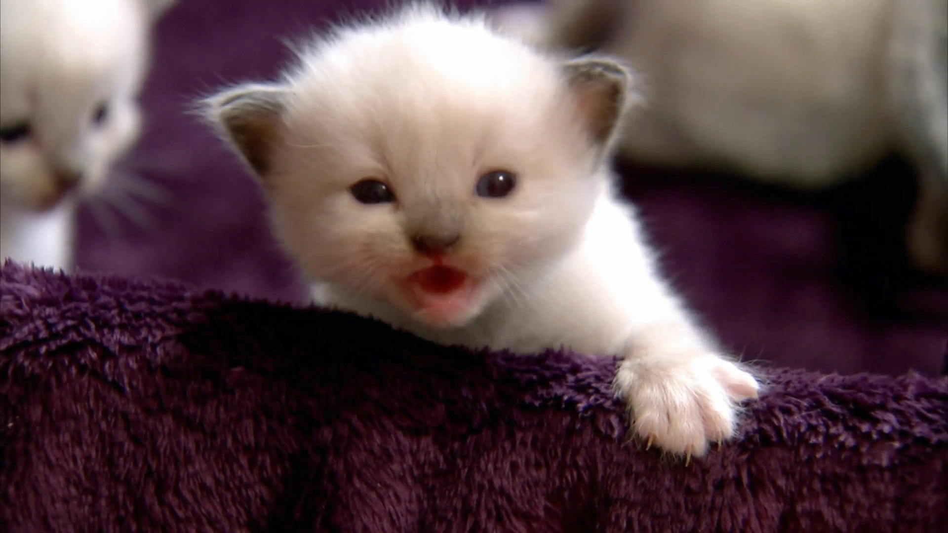 Too Cute! - S1 E5 Kitten Dolls - Animal Planet GO
