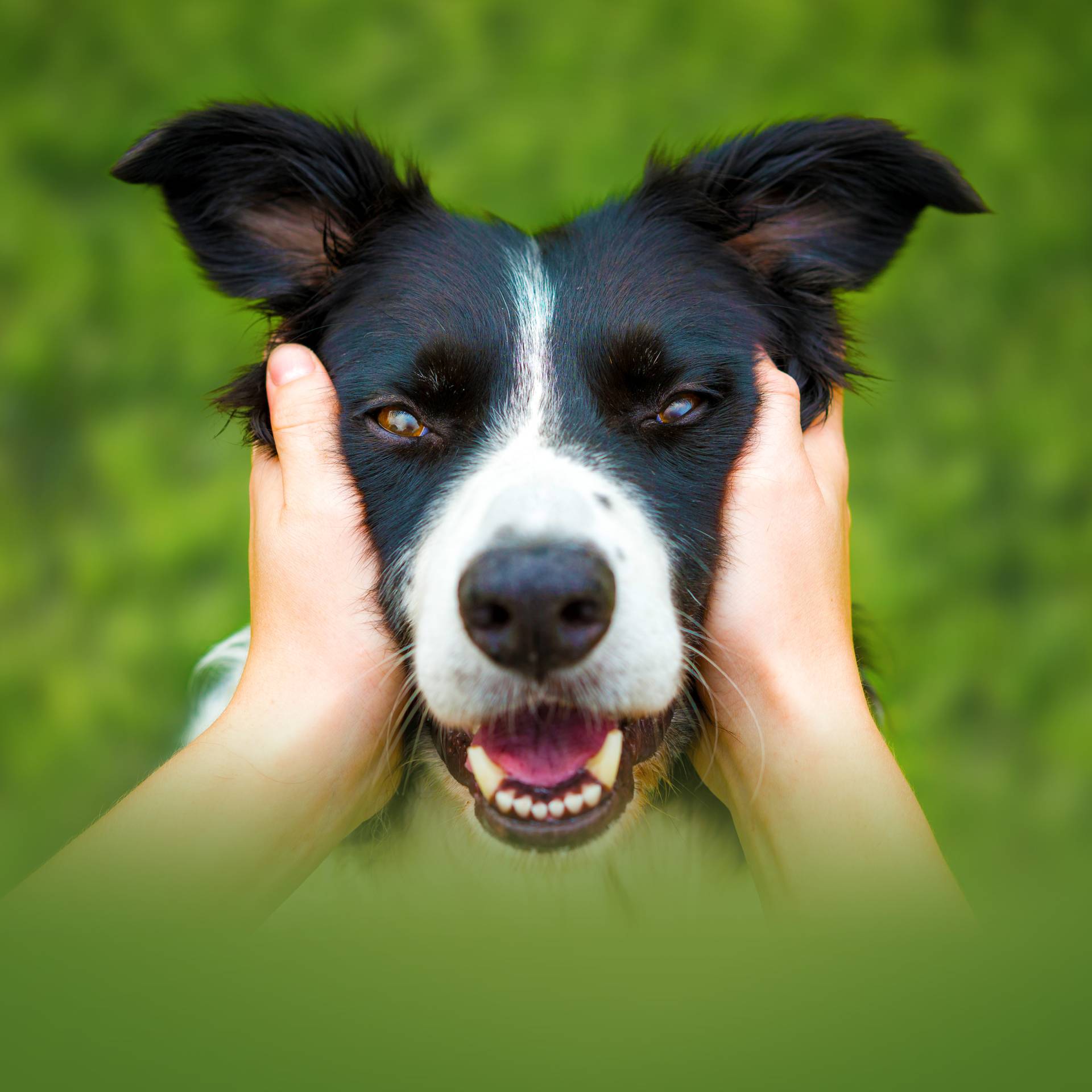 Stream Dogs: The Untold Story | discovery+ Stream Dogs: The Untold Story | discovery+