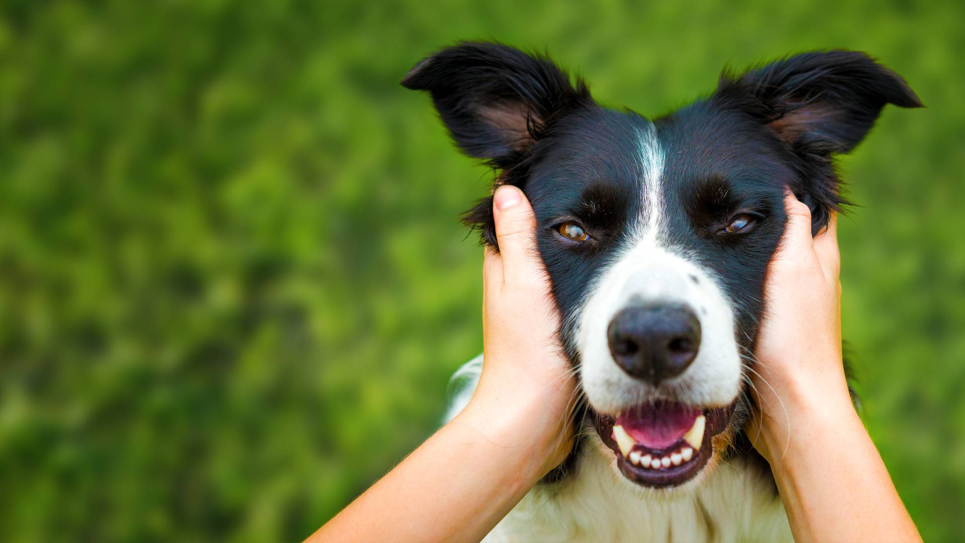 Stream Dogs: The Untold Story | discovery+ Stream Dogs: The Untold Story | discovery+