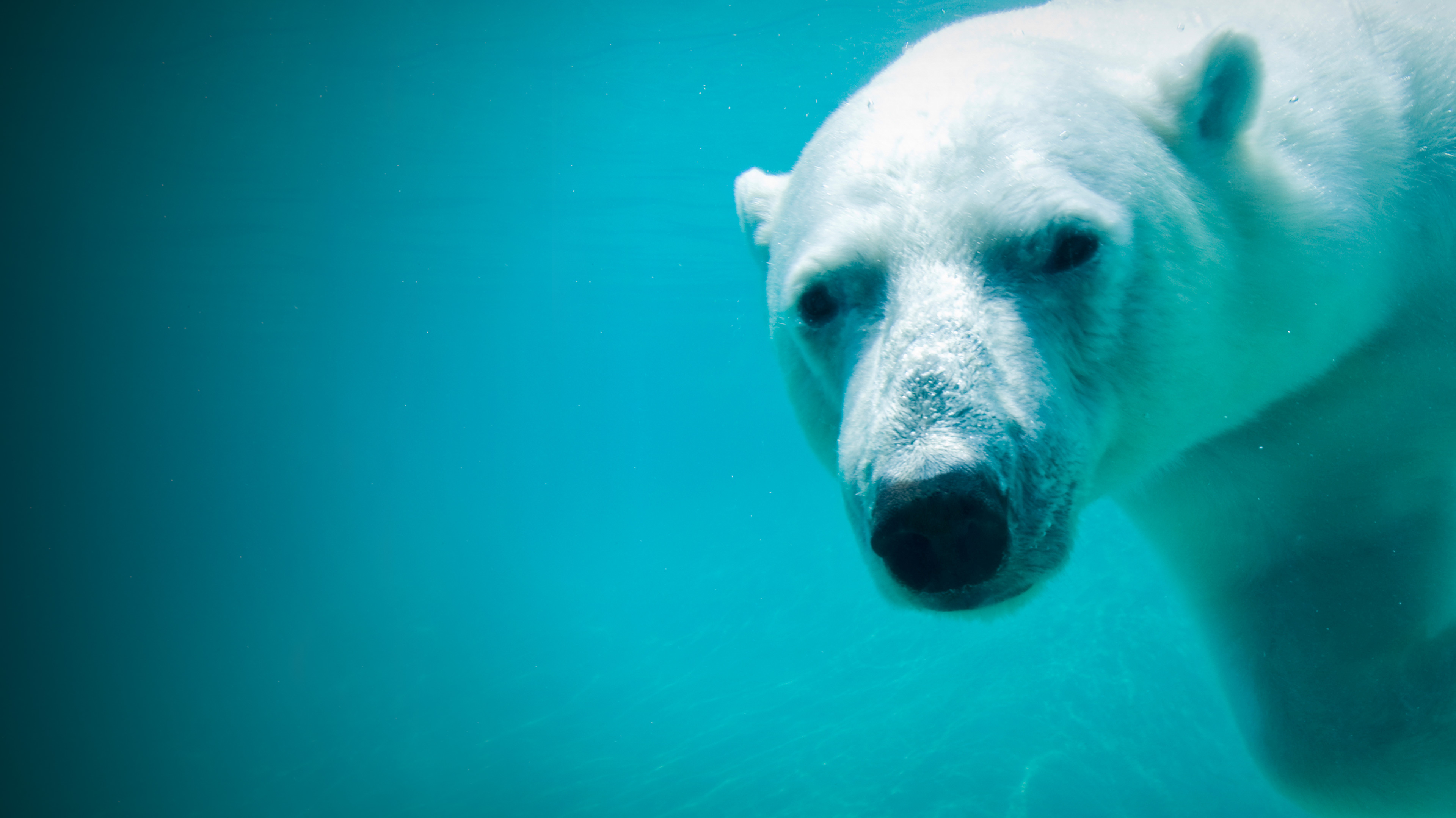 Stream Tigerland discovery+