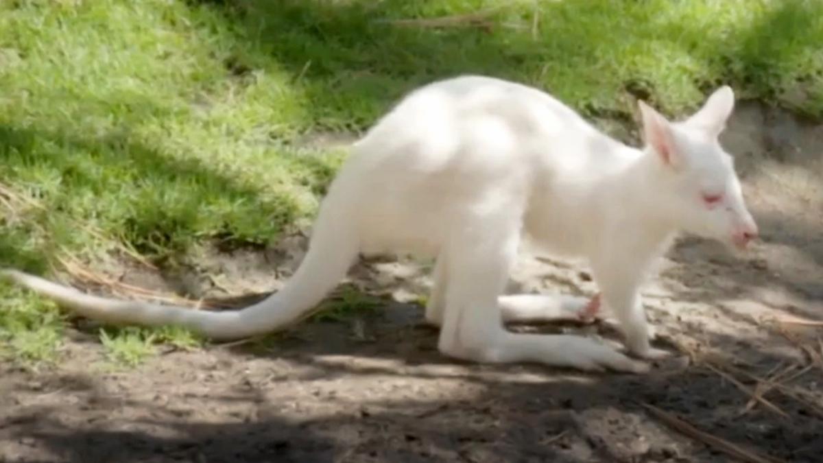 The Zoo: San Diego - S2 E6 Baby Wallaby Debut - Animal Planet GO, image size:1200x675