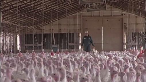 Watch dirty jobs worm dung farmer
