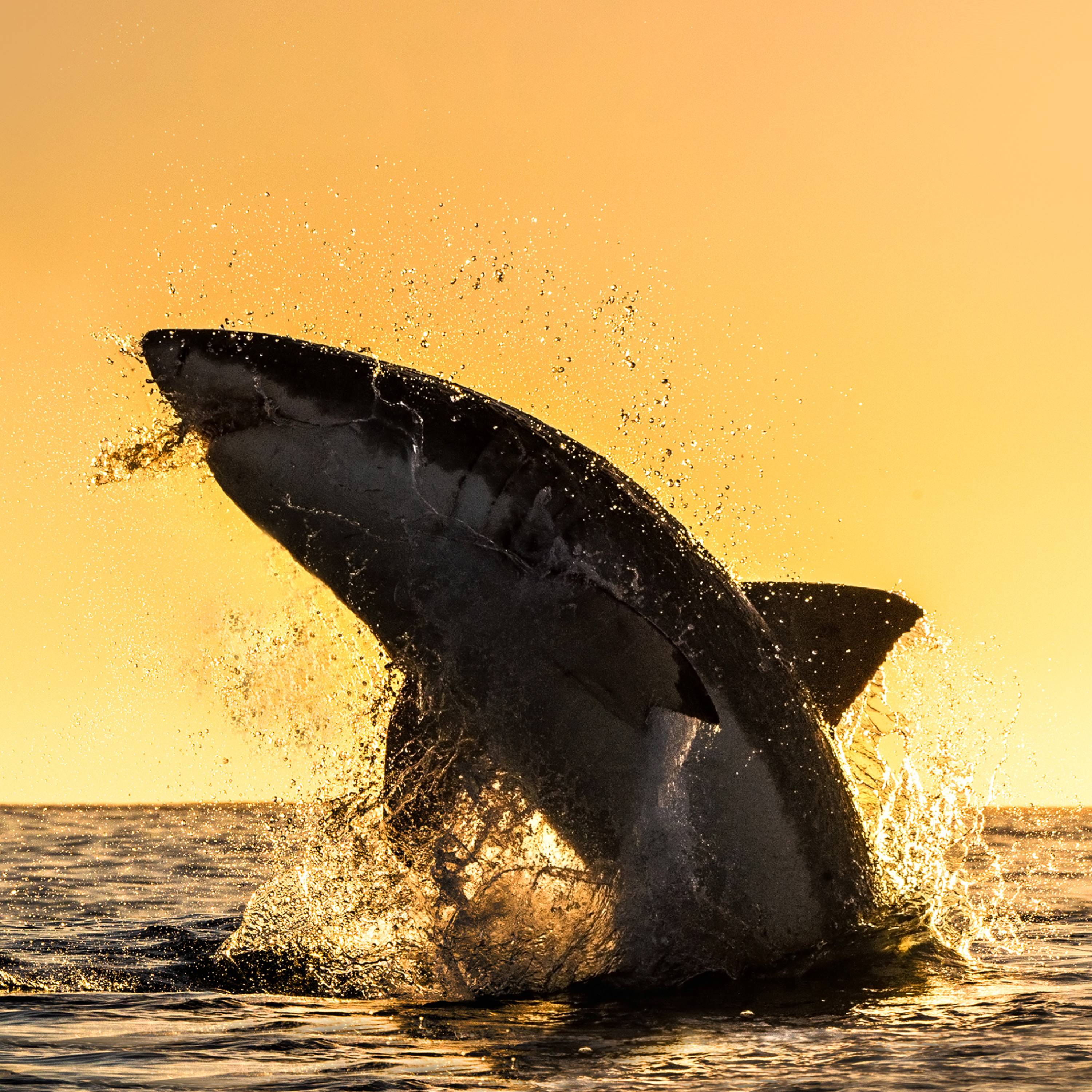 Stream Shark Week Best in Show discovery+