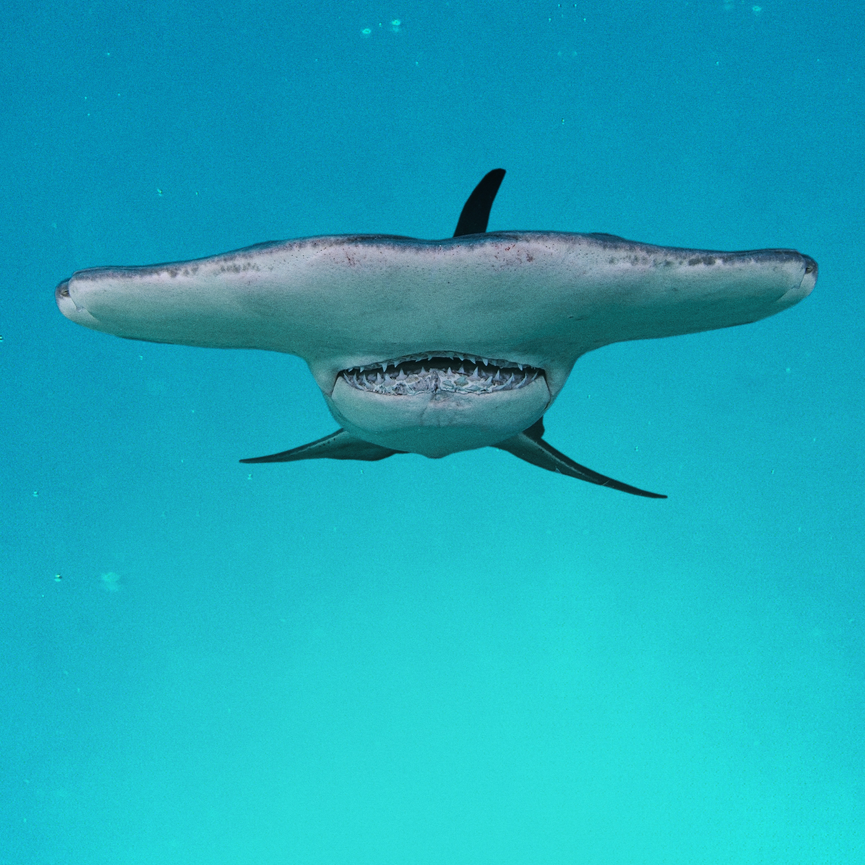 Stream The Great Hammerhead Stakeout | discovery+