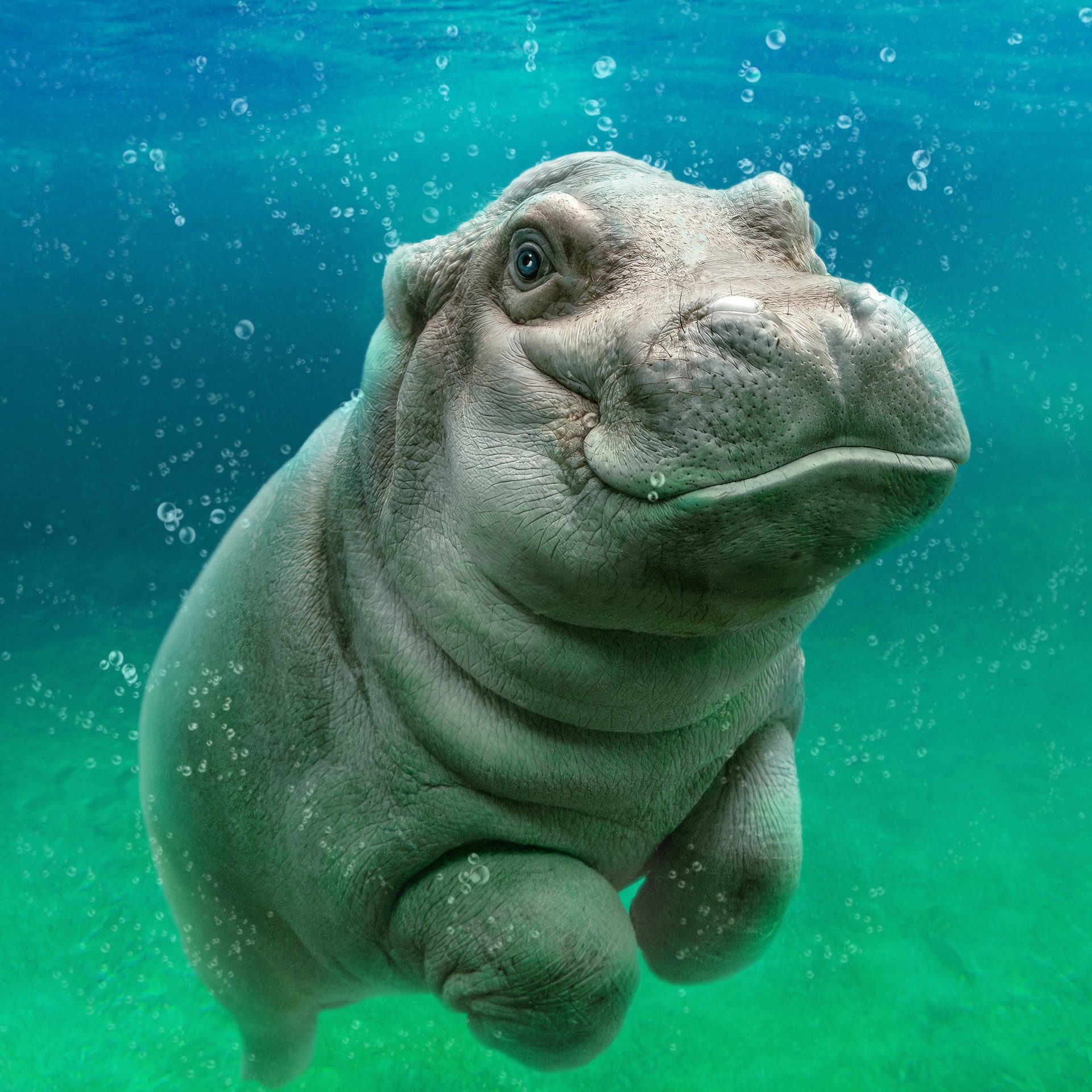 The Zoo: San Diego - Animal Planet GO The Zoo: San Diego - Animal Planet GO