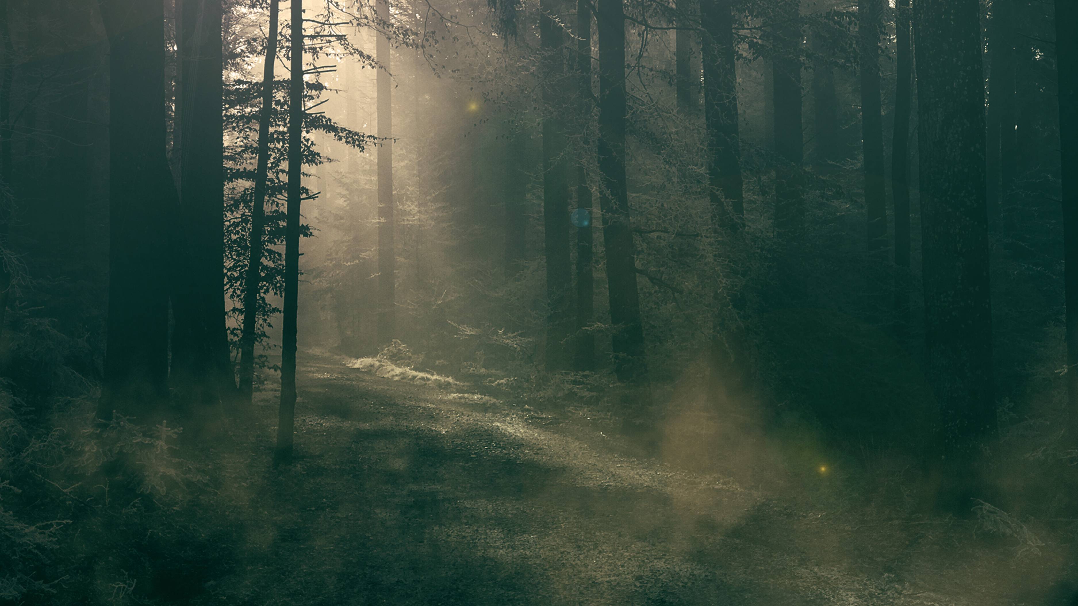 Stream These Woods Are Haunted | discovery+