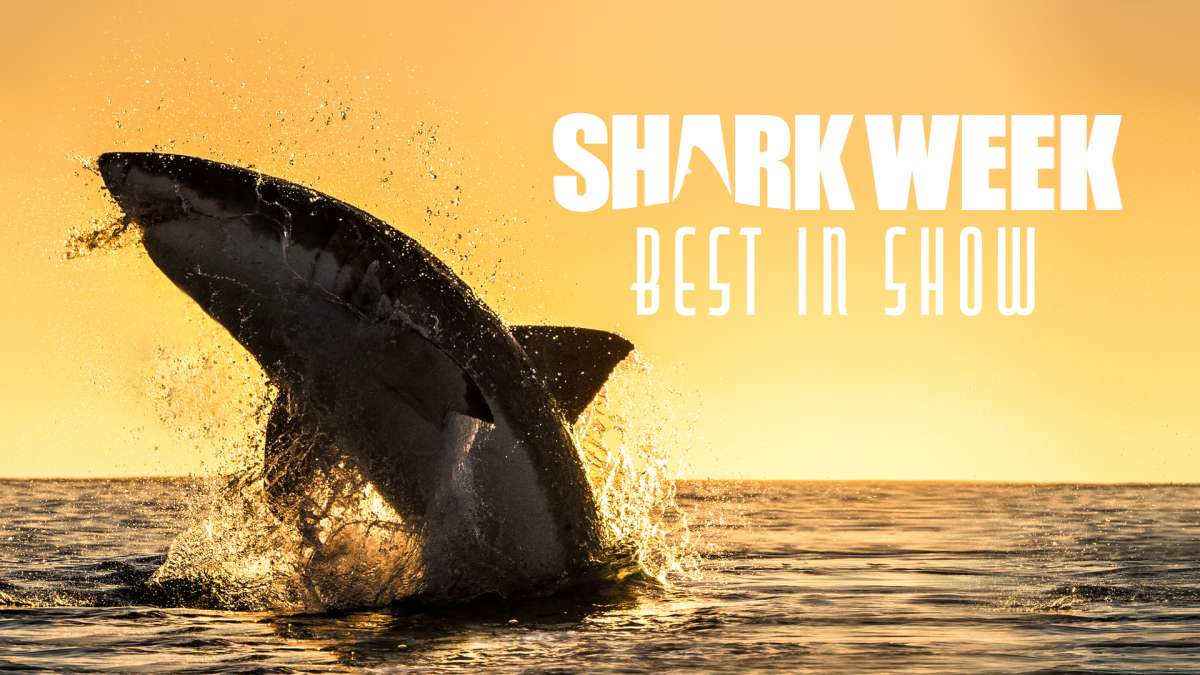 Stream Shark Week Best in Show discovery+