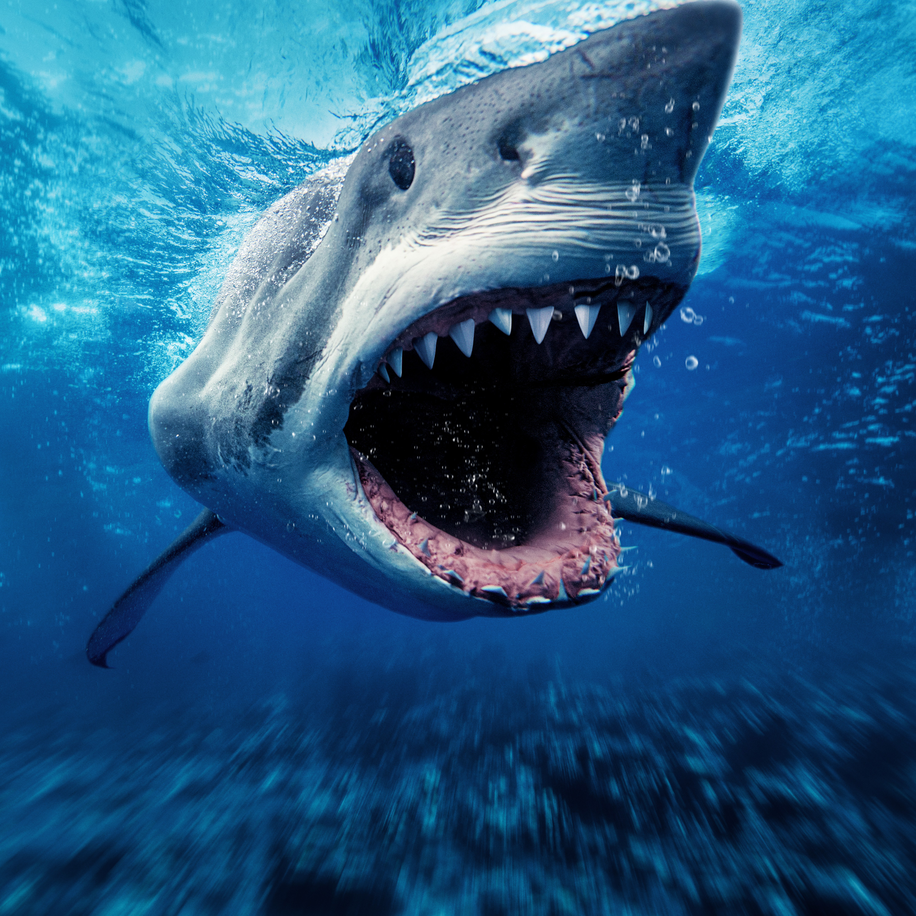 Stream Shark Week Classics discovery+