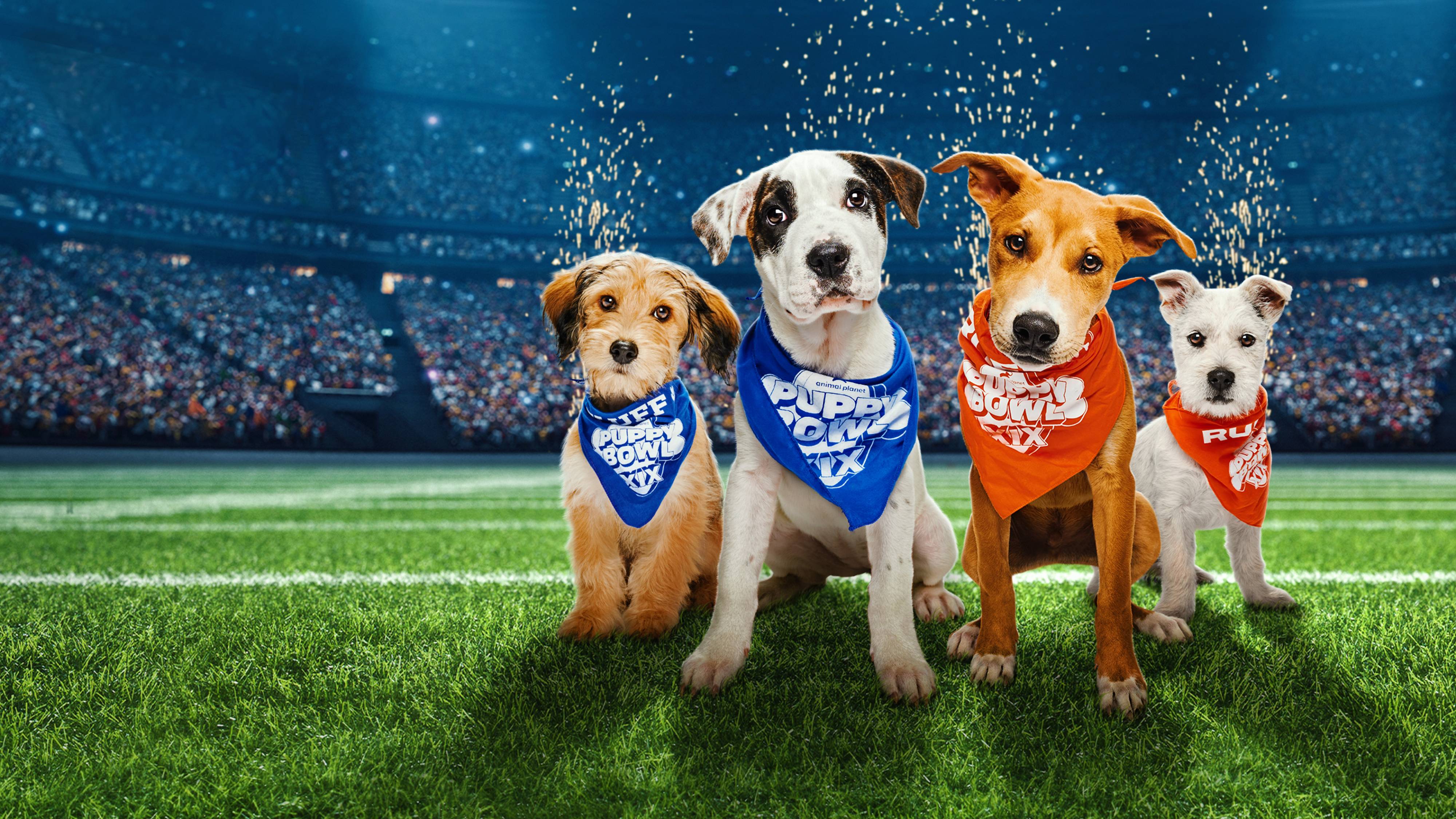 Where To Stream Puppy Bowl 2025
