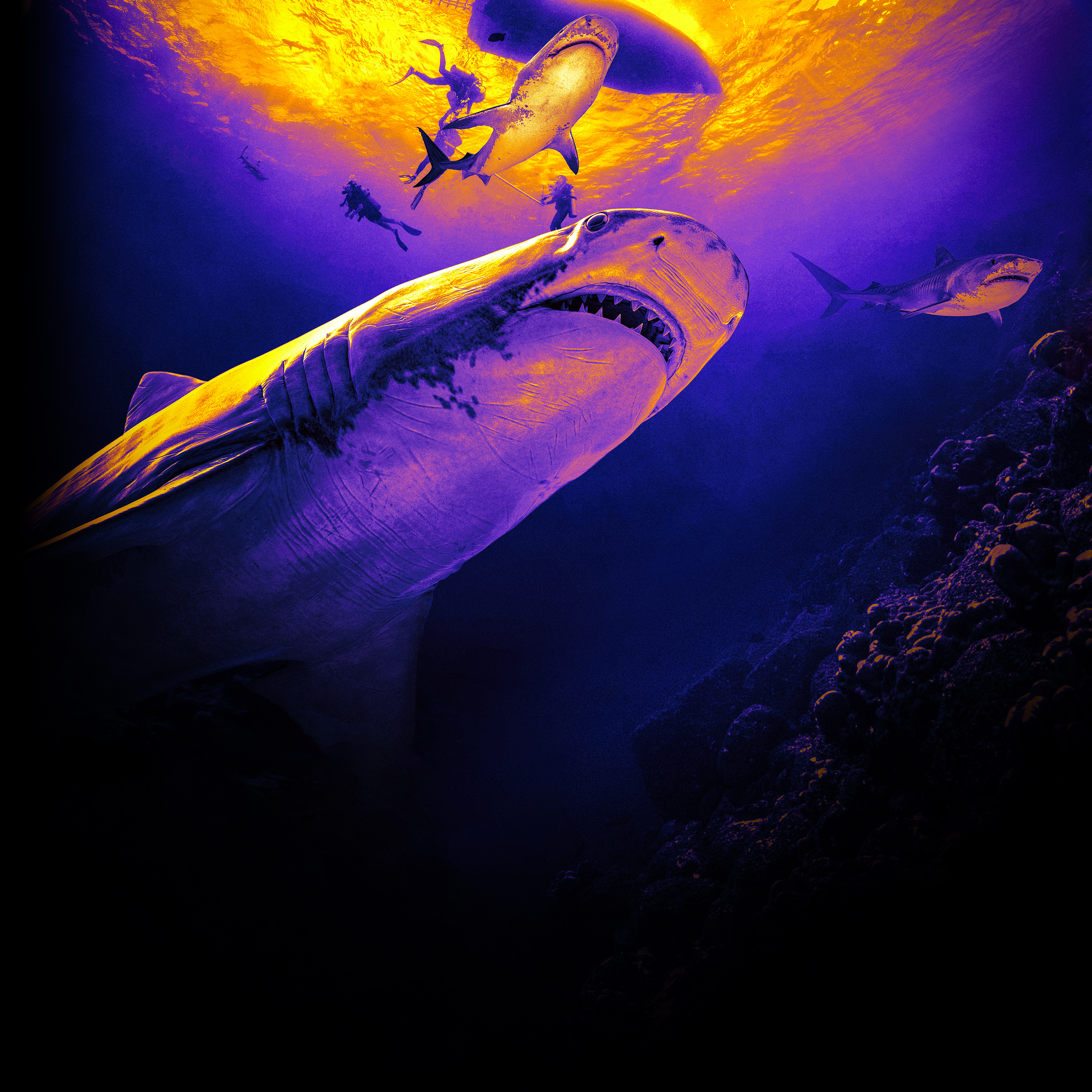 Deadly Sharks of Paradise - Discovery GO