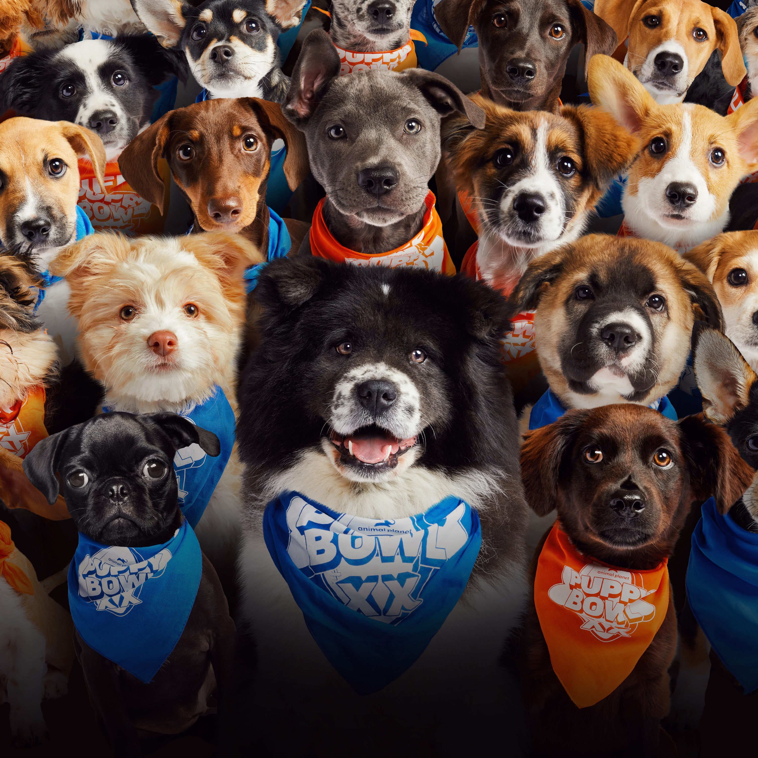 Stream Puppy Bowl | discovery+