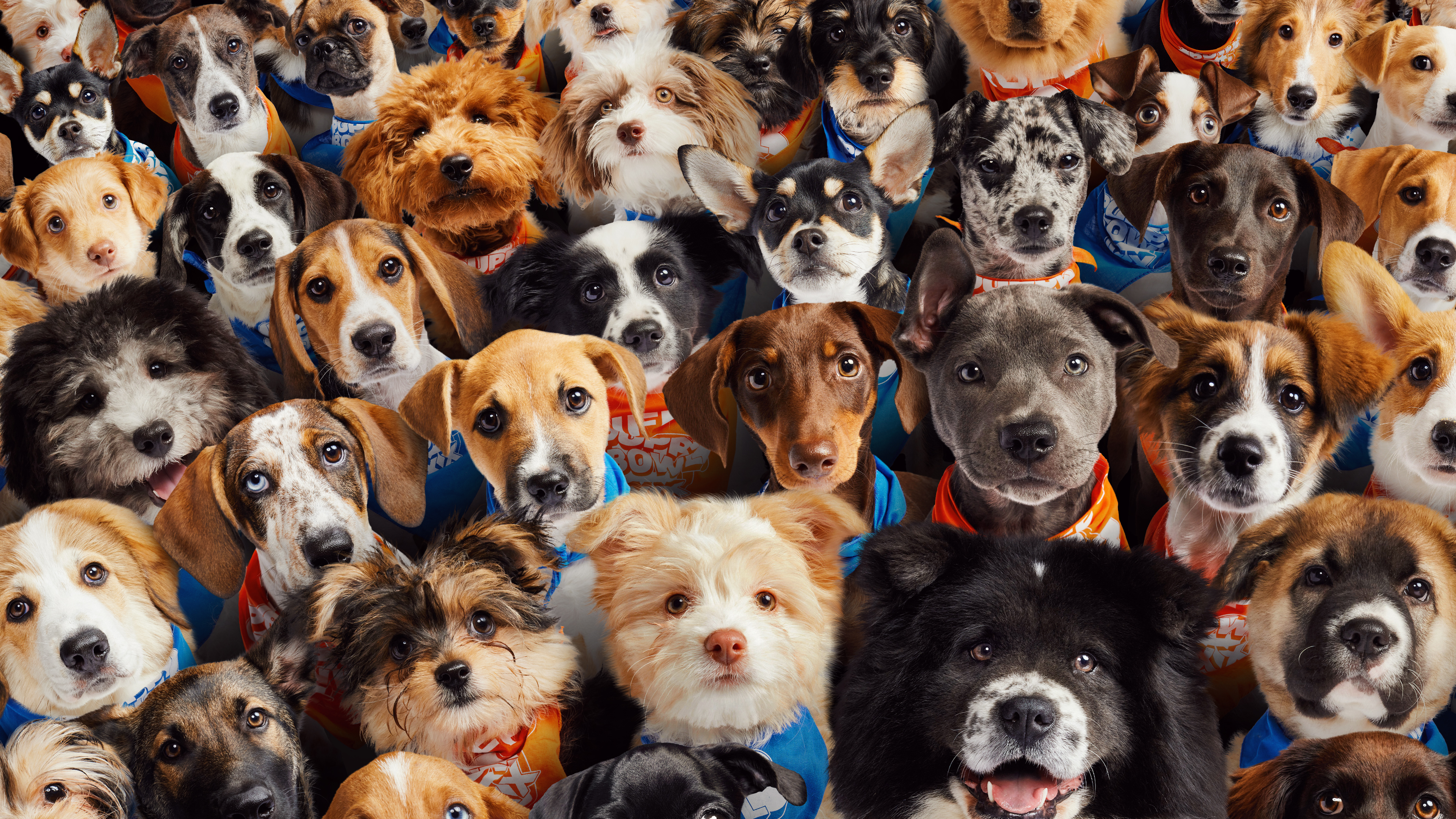 Stream Puppy Bowl discovery+