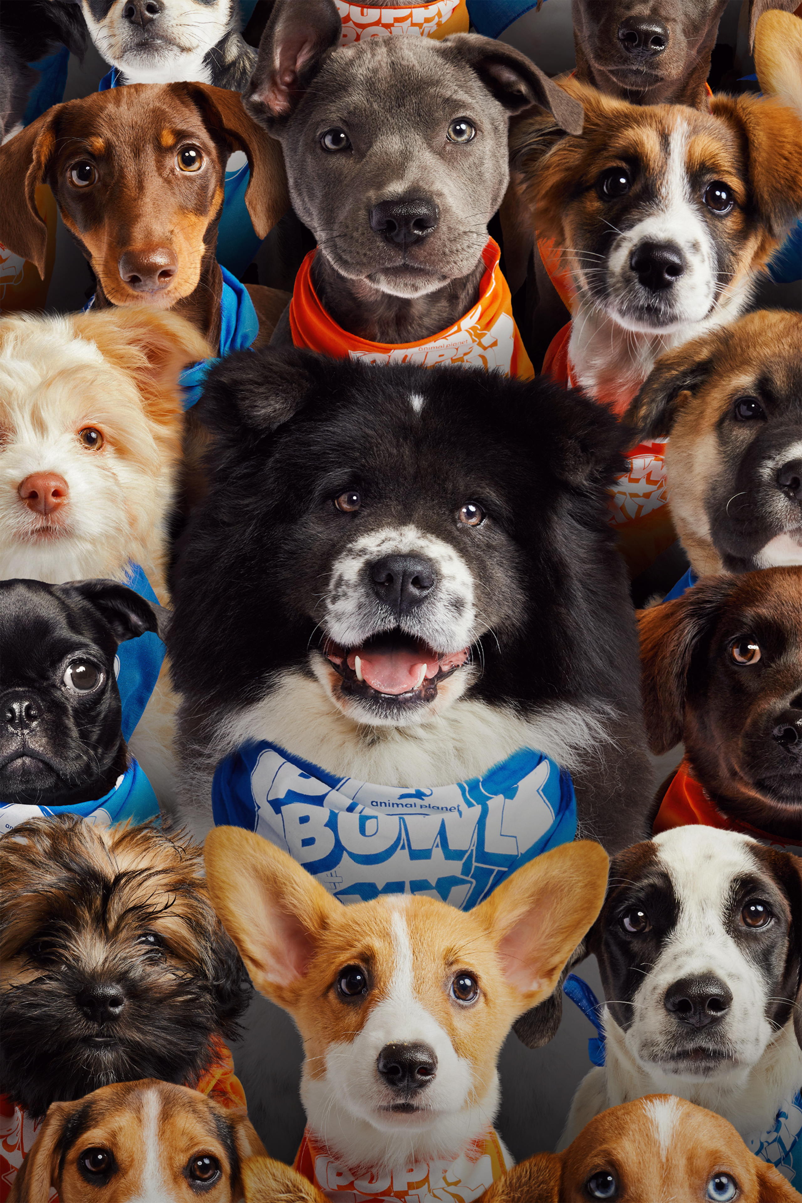 4 Pet-Themed Movie Types to Watch with Your Furry Friends