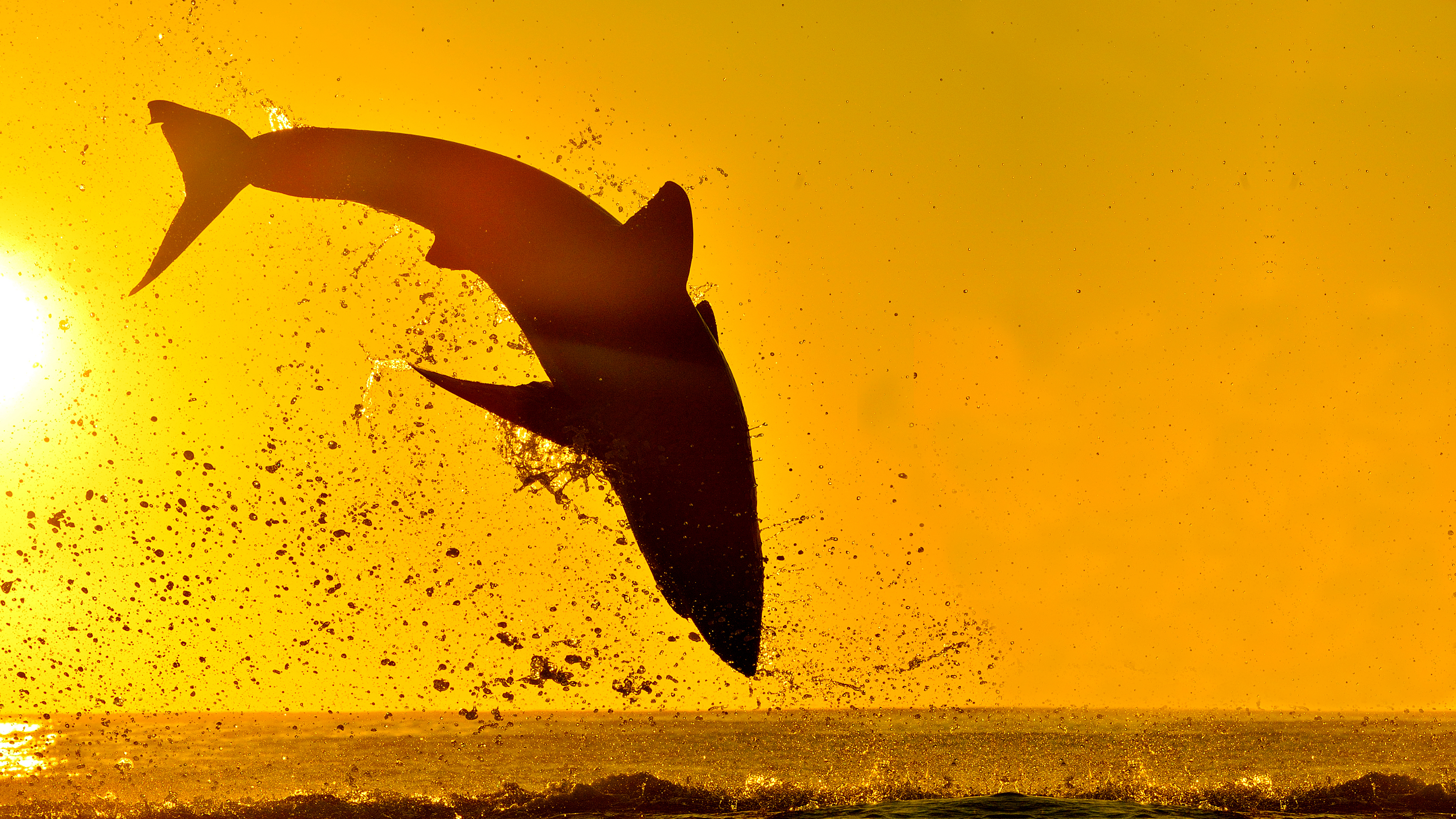 Stream Air Jaws: Night Stalker | discovery+