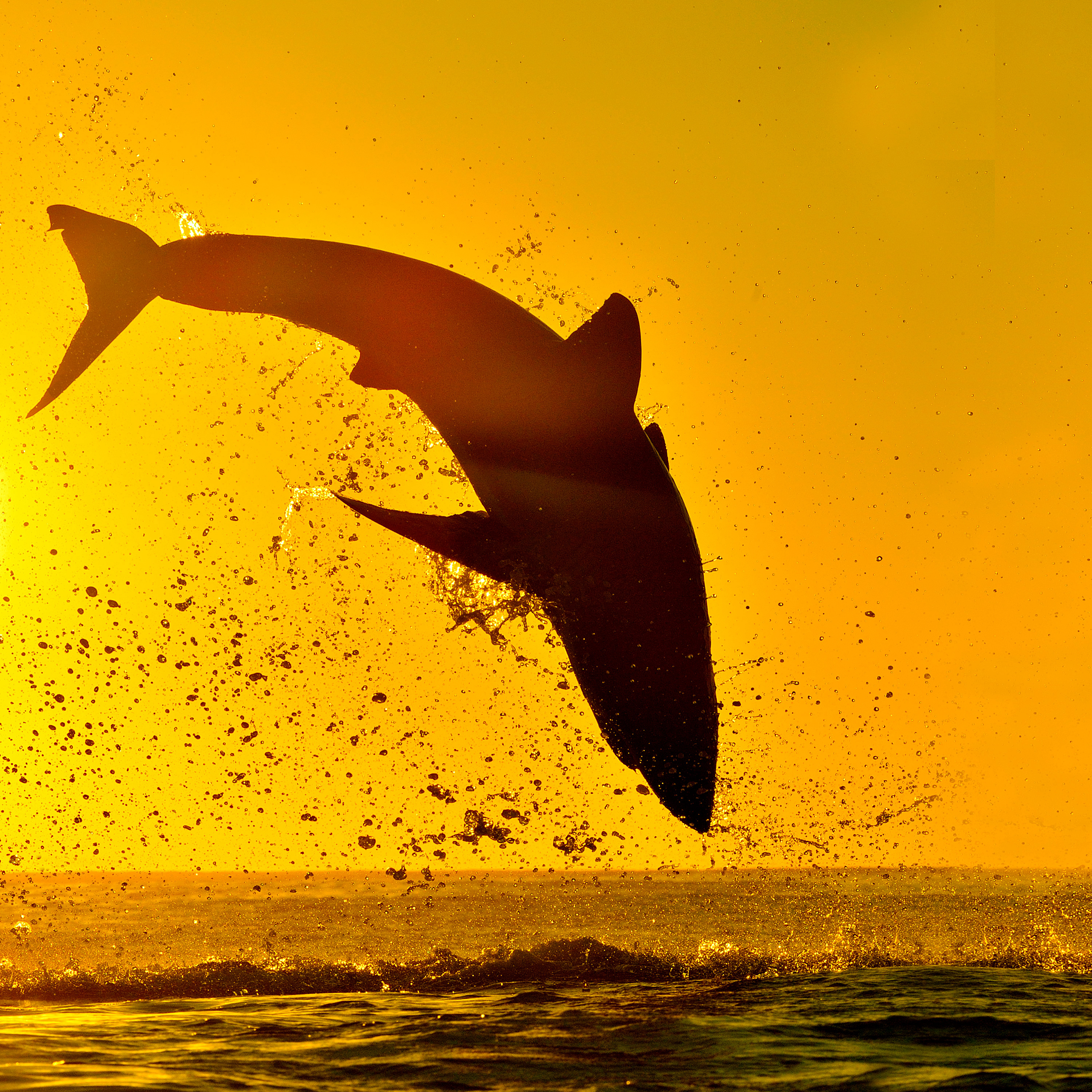 Stream Air Jaws: Night Stalker | discovery+