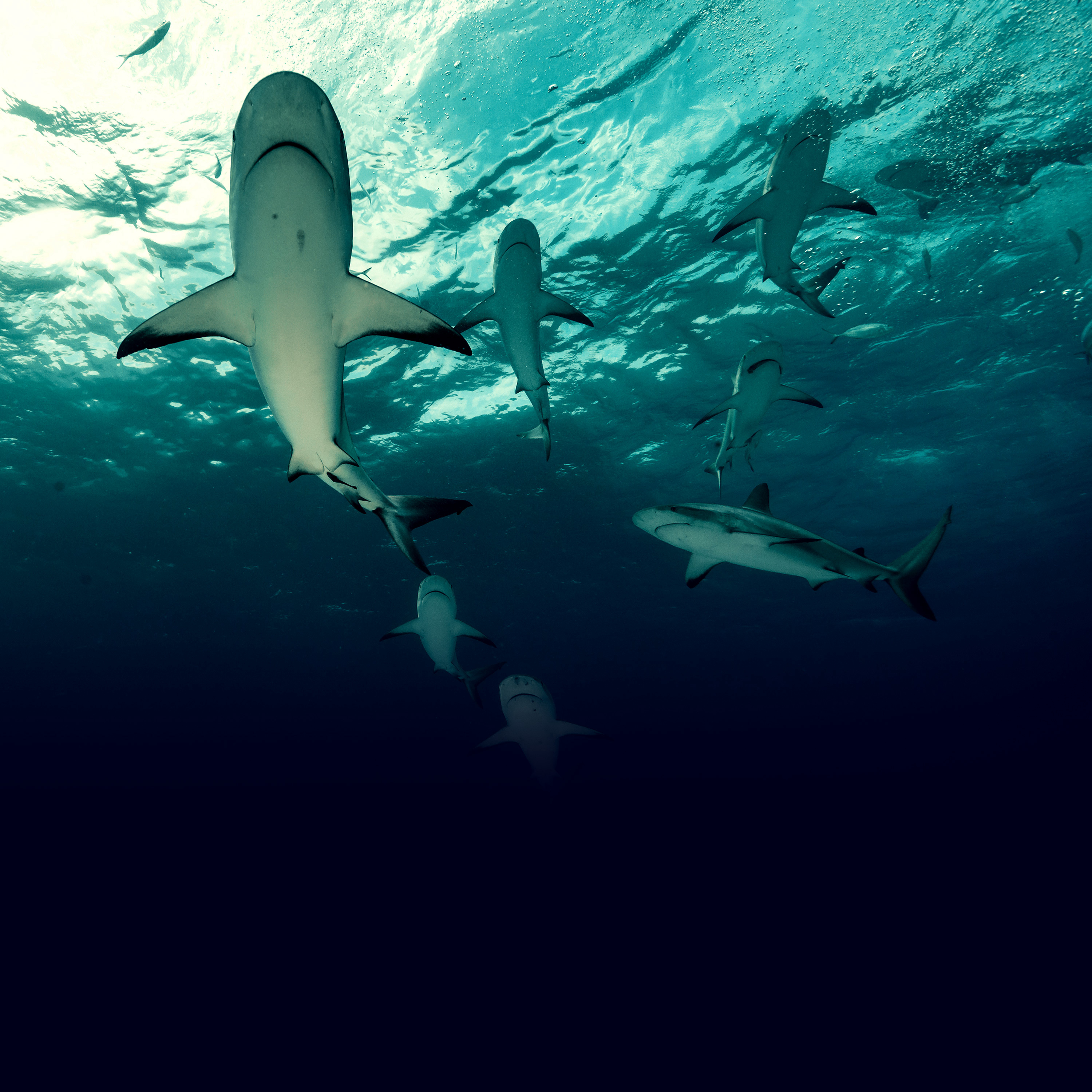 Stream Day of the Shark 3 | discovery+