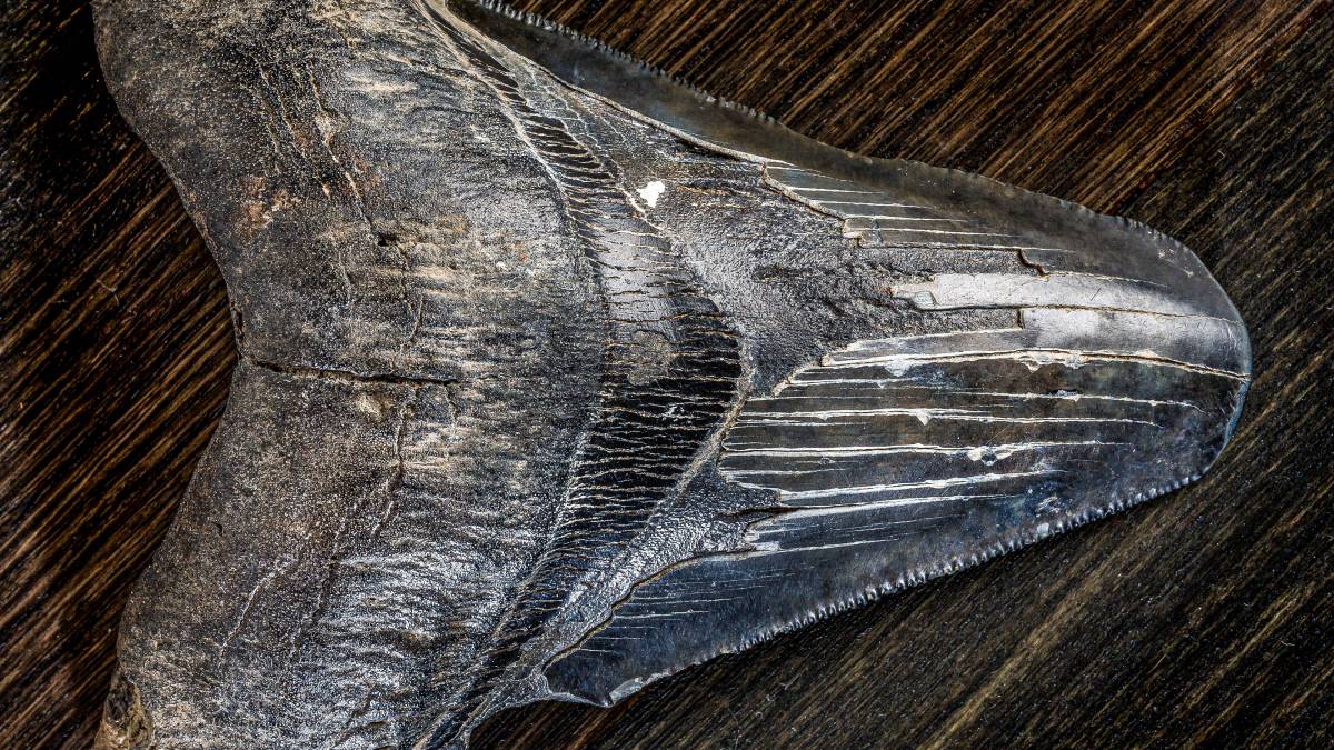 Stream Megalodon: The Monster Shark Lives | discovery+