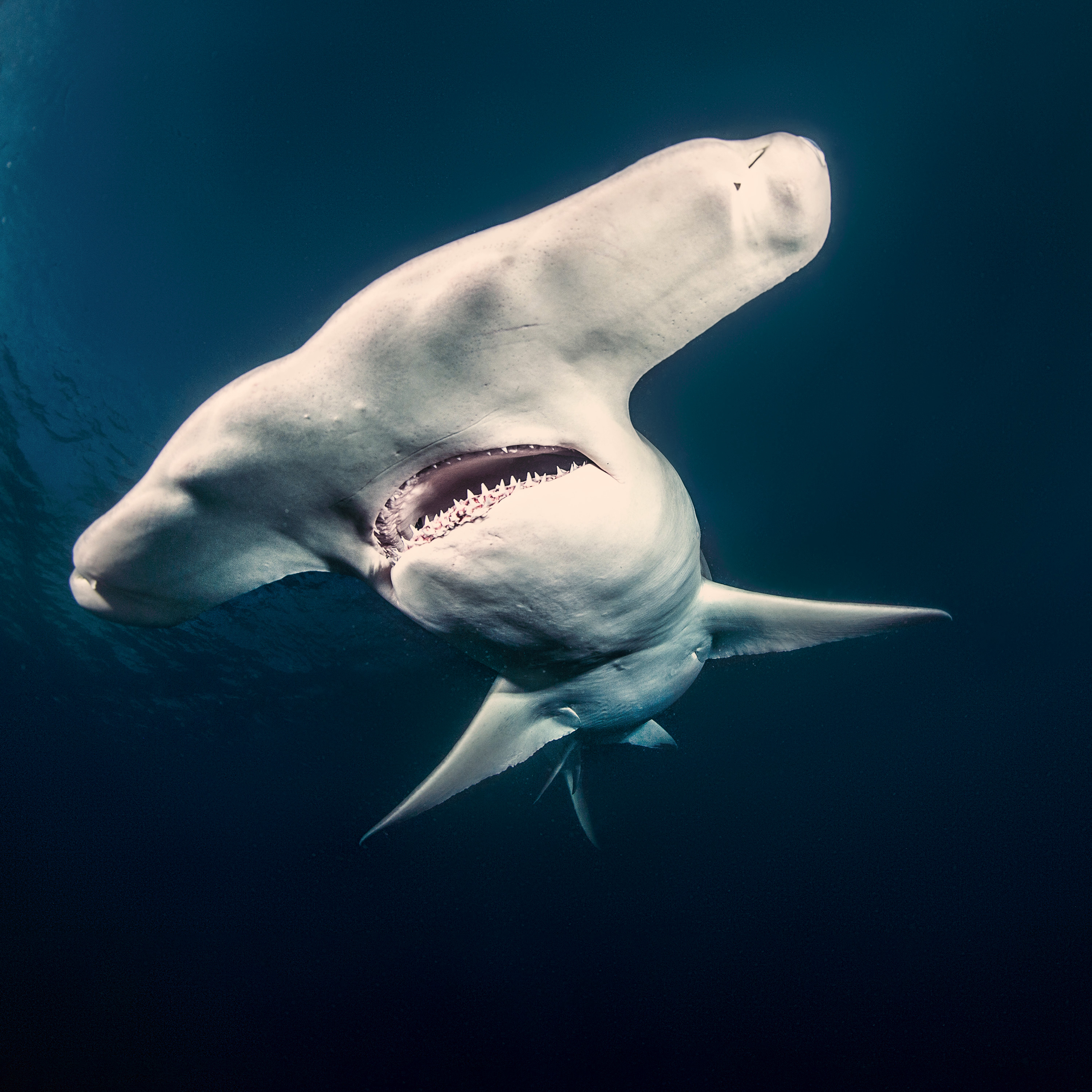 Stream Monster Hammerhead | discovery+