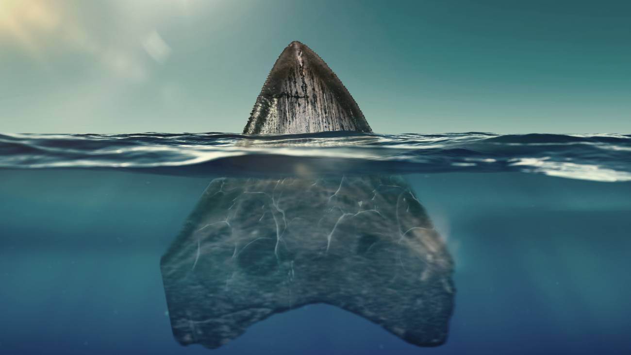 Stream Megalodon: The New Evidence | discovery+